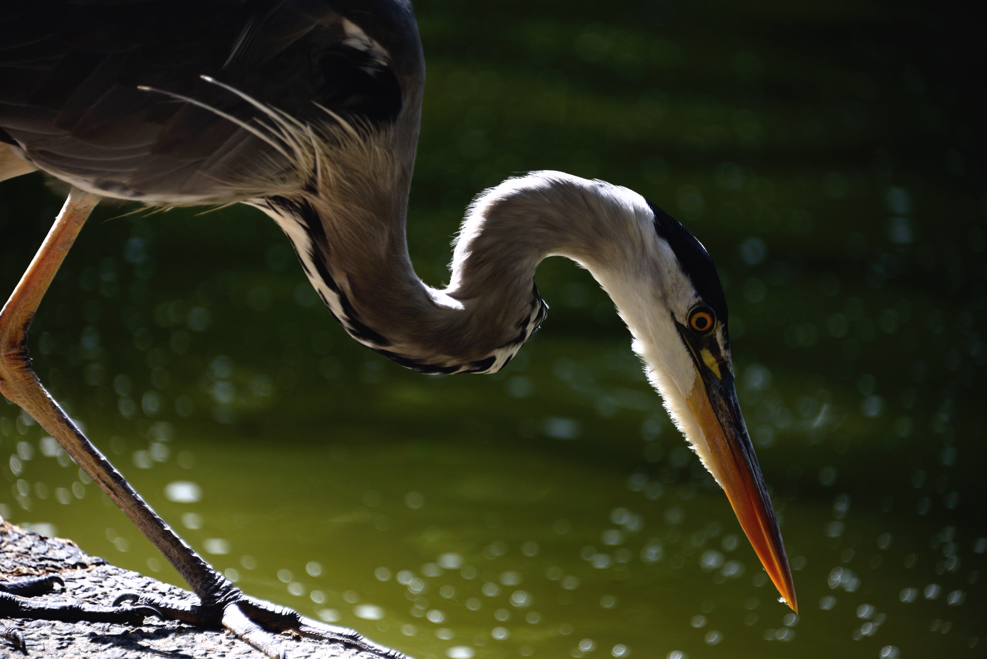 Heron enjoying the lake in the Wallanlage