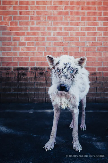 Abandoned Dog Disguised As A Little Lamb Emerges To School Us All