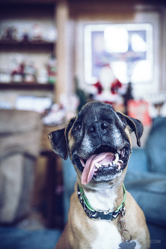 Family Gives Shelter Dog With Inoperable Cranial Tumor the Gift of a Lifetime — Robyn Arouty Family Gives Shelter Dog With Inoperable Cranial Tumor the Gift of a Lifetime — Robyn Arouty