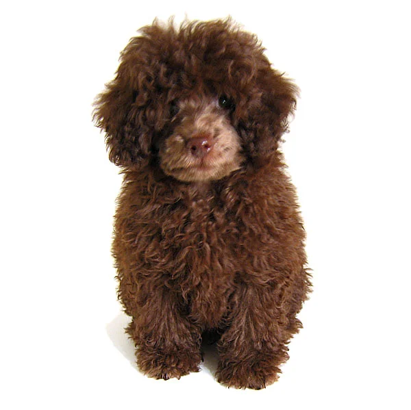 Chapter Seven: HeartVisions