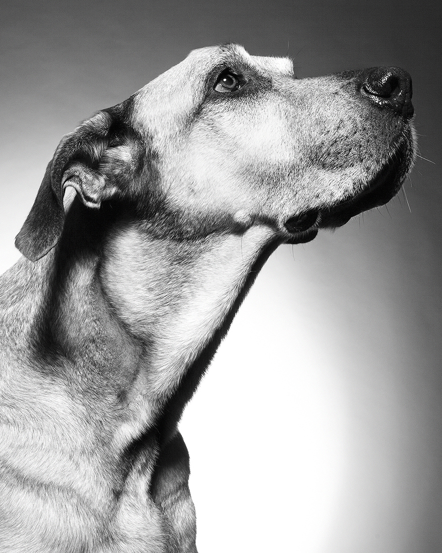 From wild child to therapy dog.-Robyn Arouty