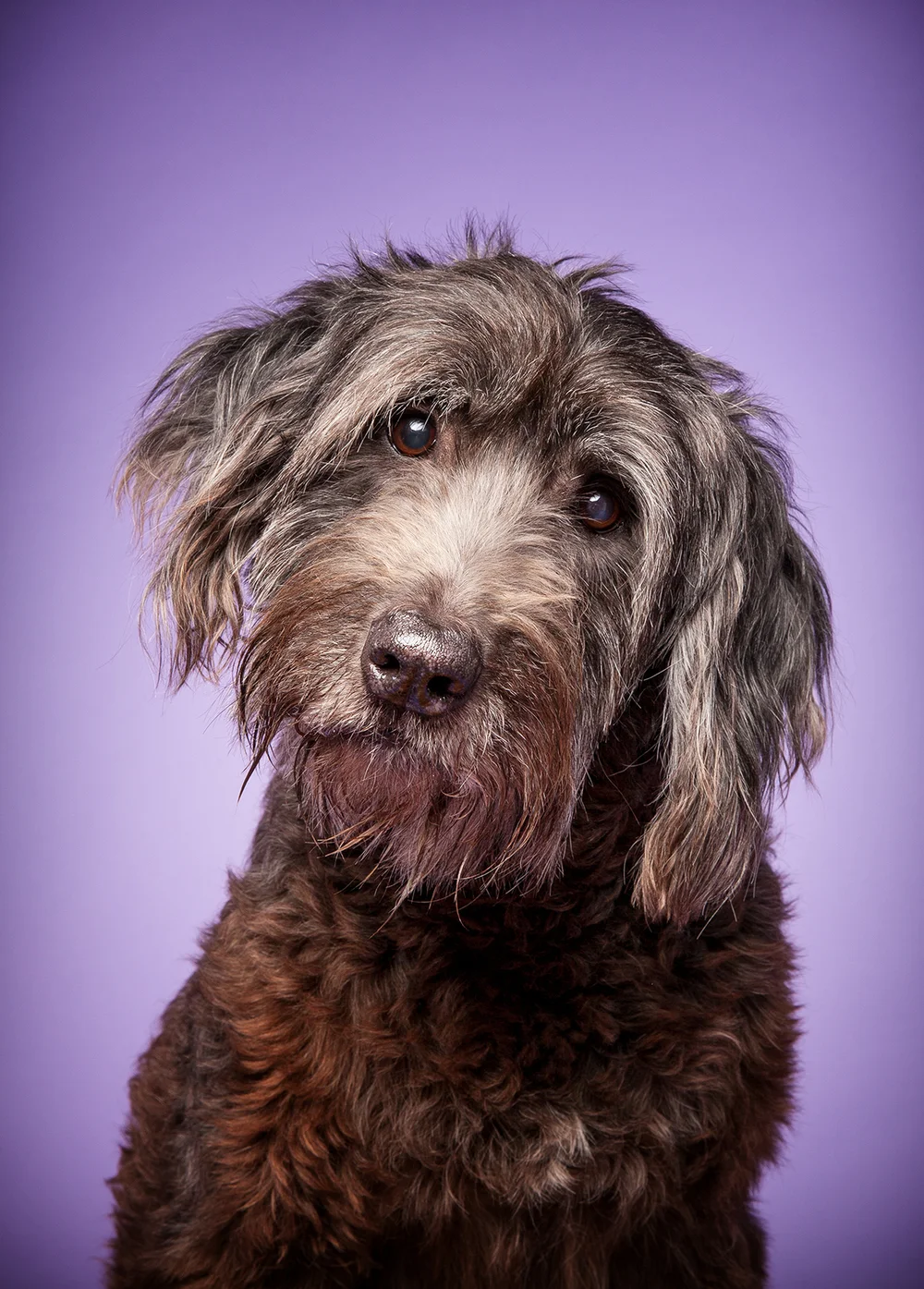Robyn Arouty — Dog Photographer Houston - Pet Photographer Houston