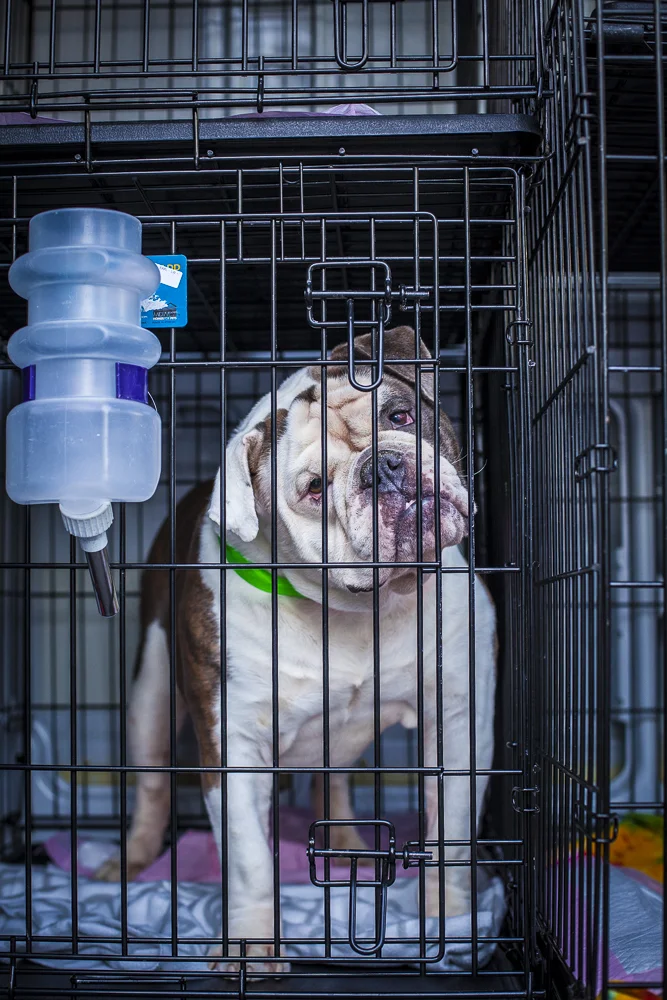 Bon Voyage! Rescued Pets Movement Is Rollin’!