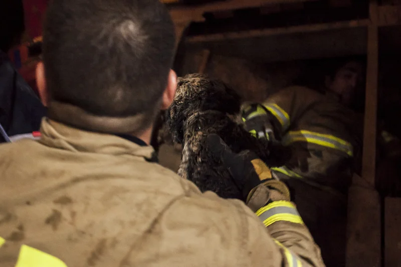 HFD Rescues Tiny Maltipoo Dog Trapped 48 Hours