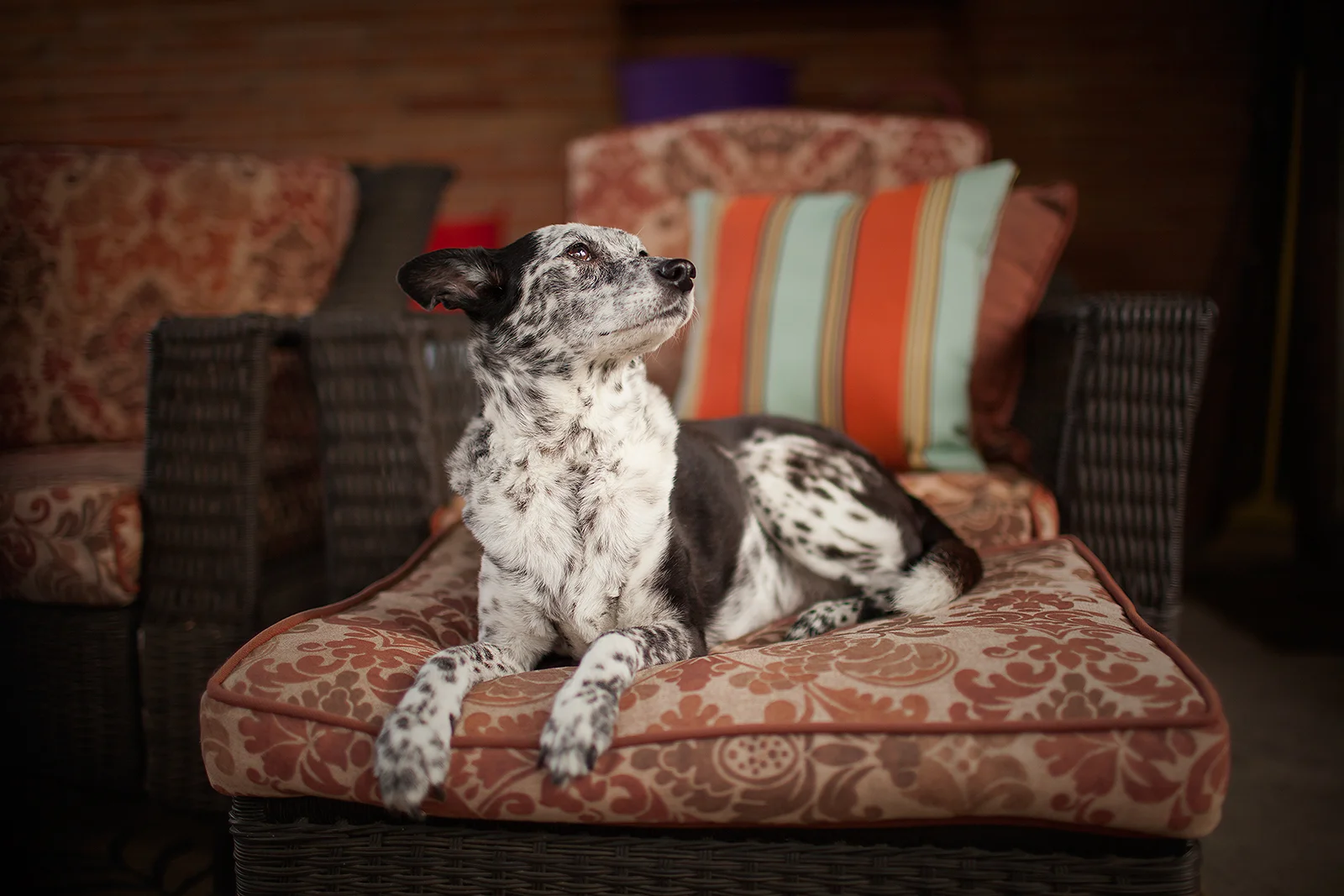 What Incredible Pet Parents Look Like