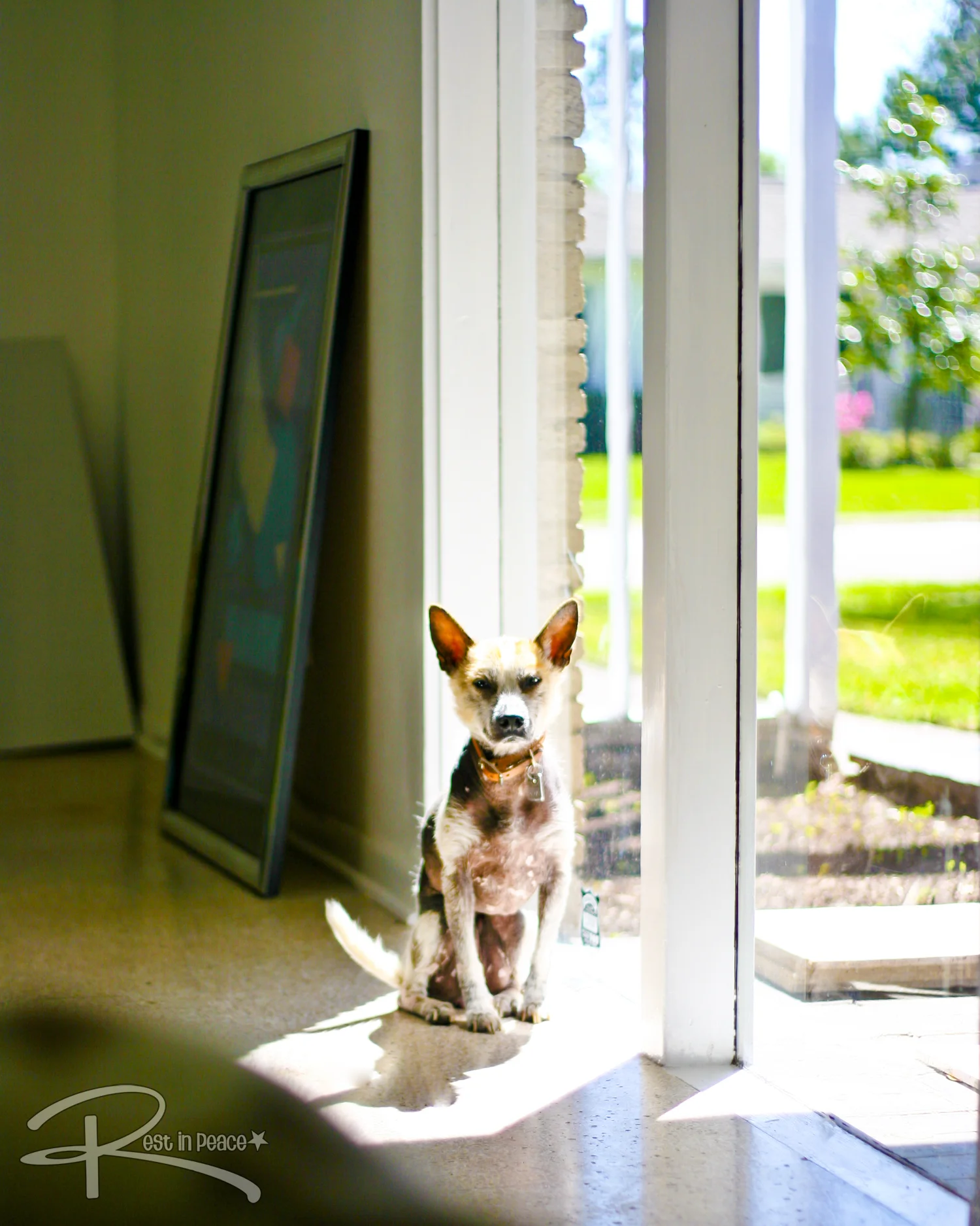 Dog Death, Dying, & Grief