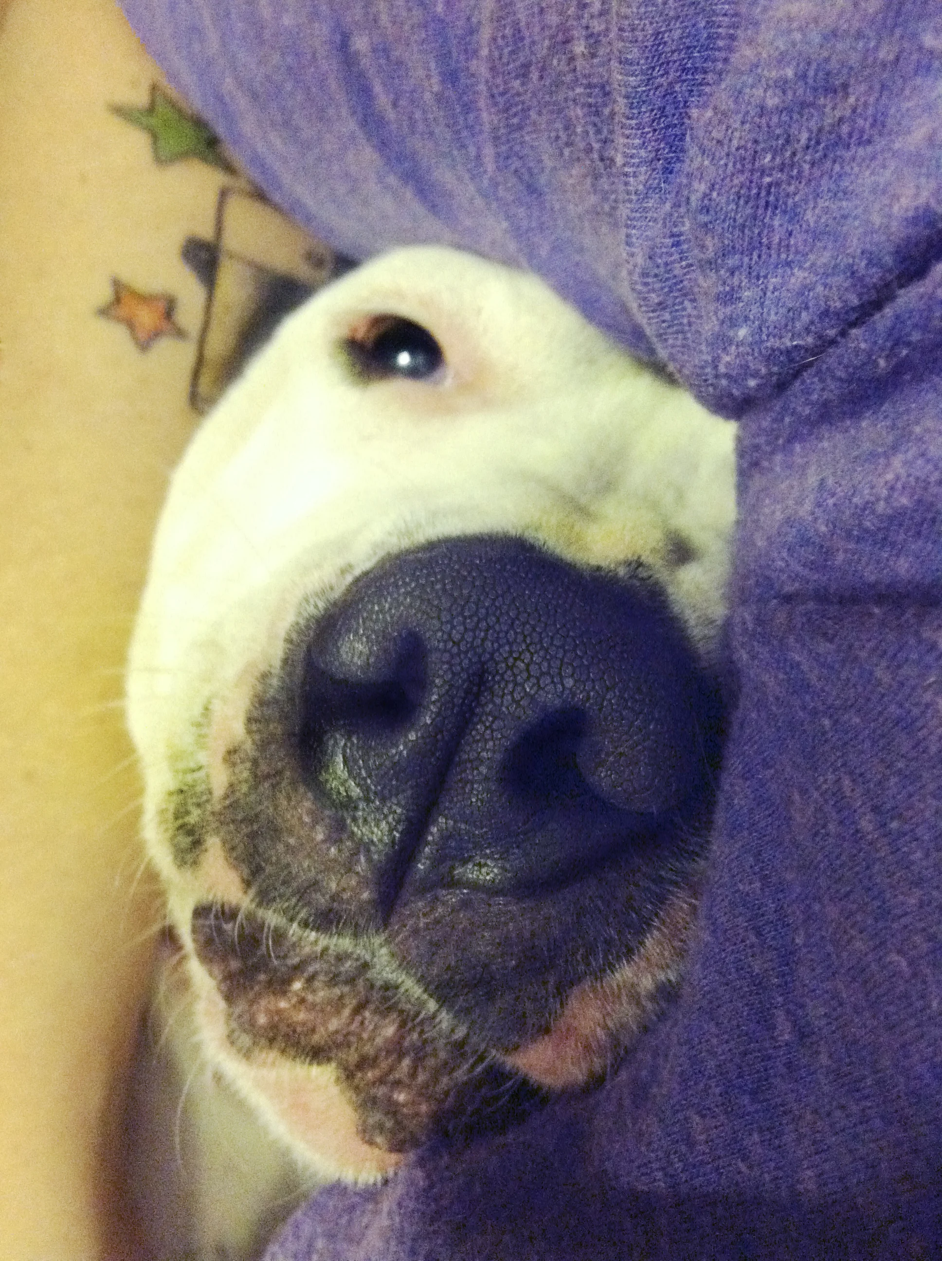 PJ: The Next & The Final Chapter