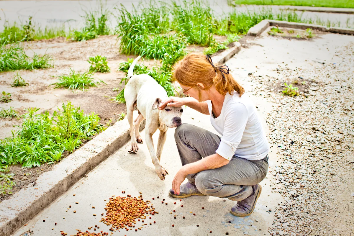 Forgotten Dogs of The 5th Ward Project