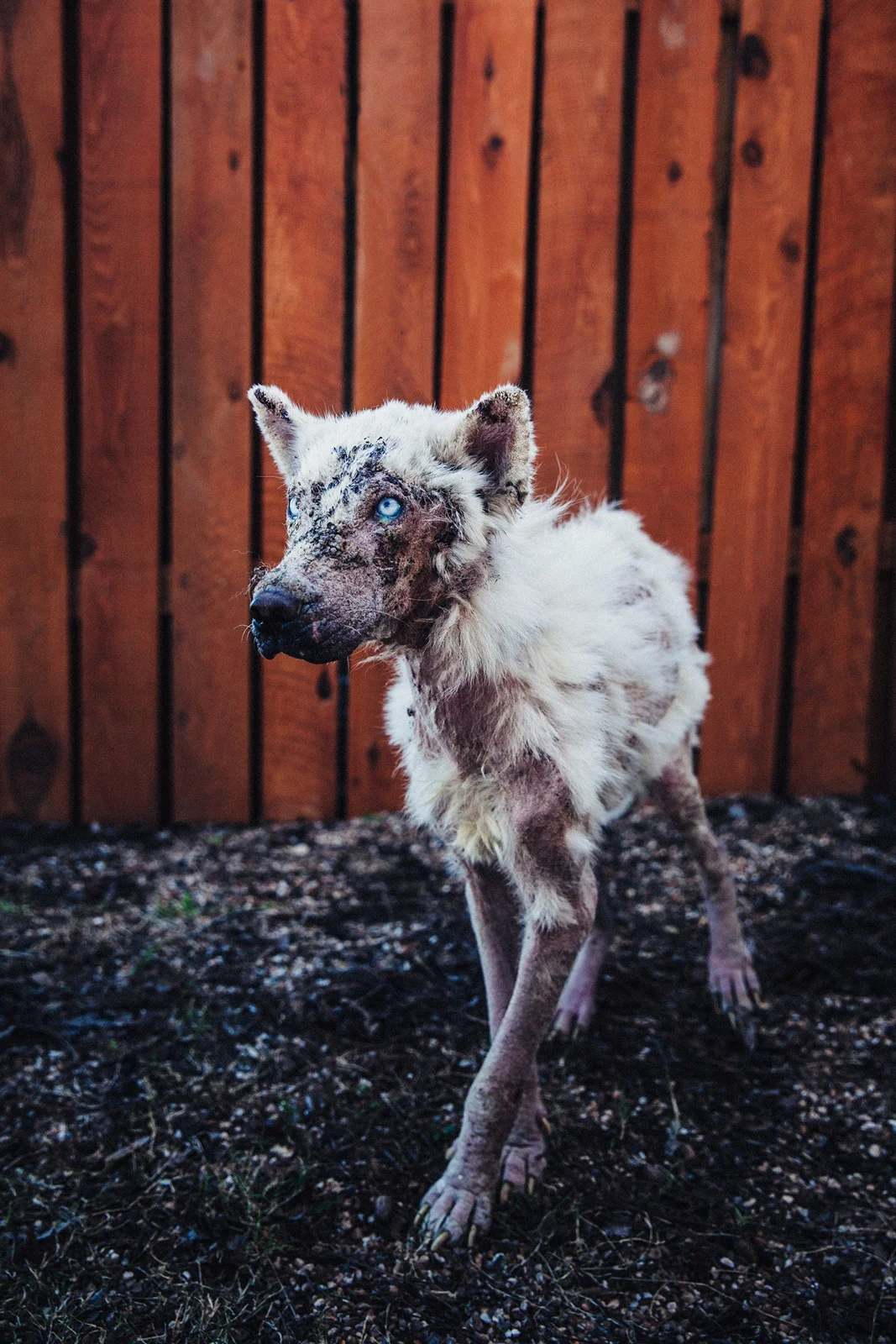 Dog disguised as lamb emerges to school us all.-Robyn Arouty
