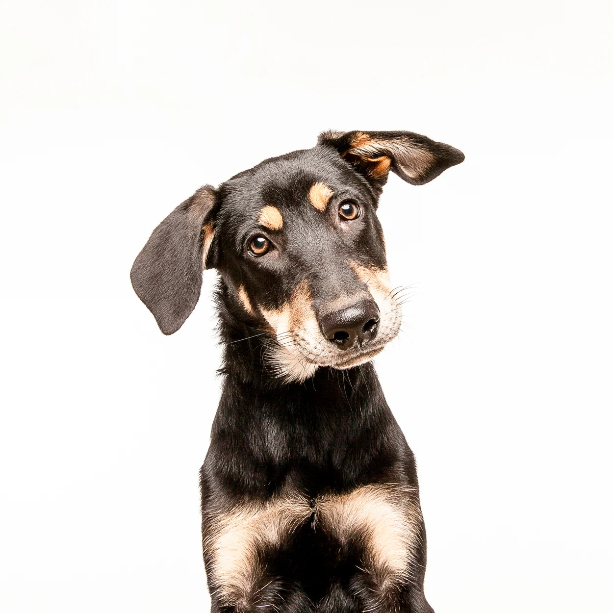 Robyn Arouty — Dog Photographer Houston - Pet Photographer Houston