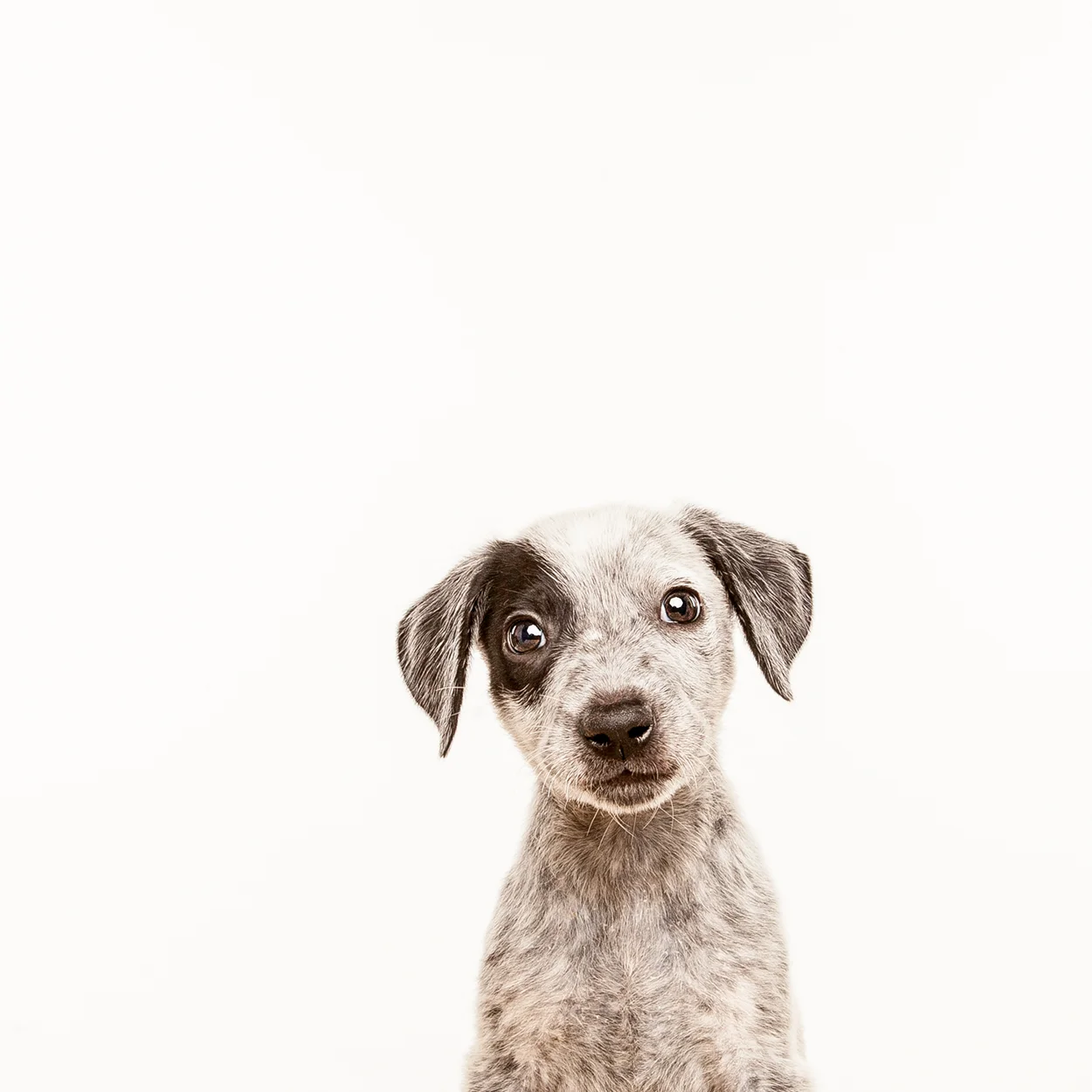 Robyn Arouty — Dog Photographer Houston - Pet Photographer Houston
