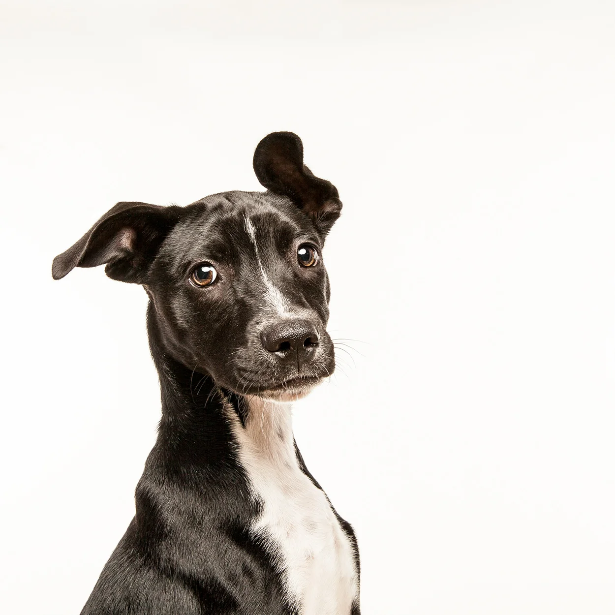 Robyn Arouty — Dog Photographer Houston - Pet Photographer Houston
