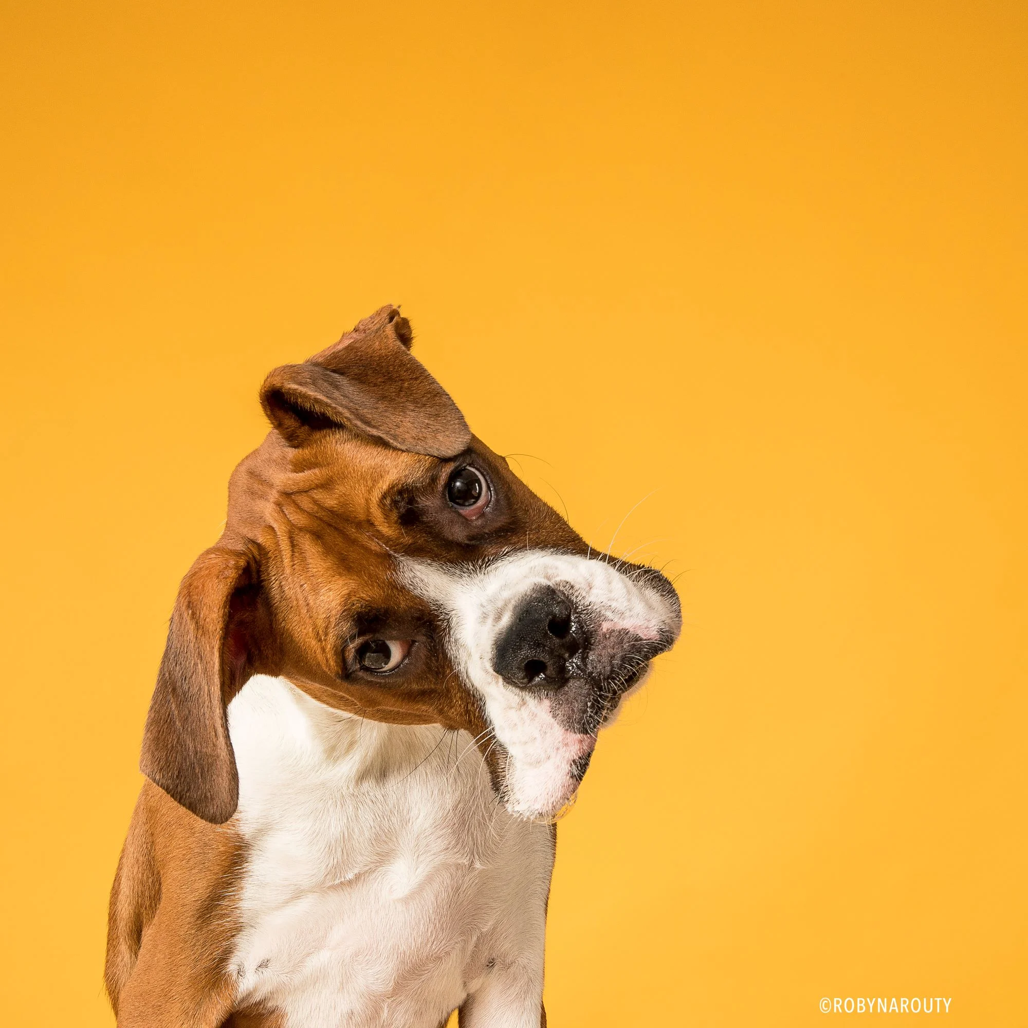 Robyn Arouty — Dog Photographer Houston - Pet Photographer Houston