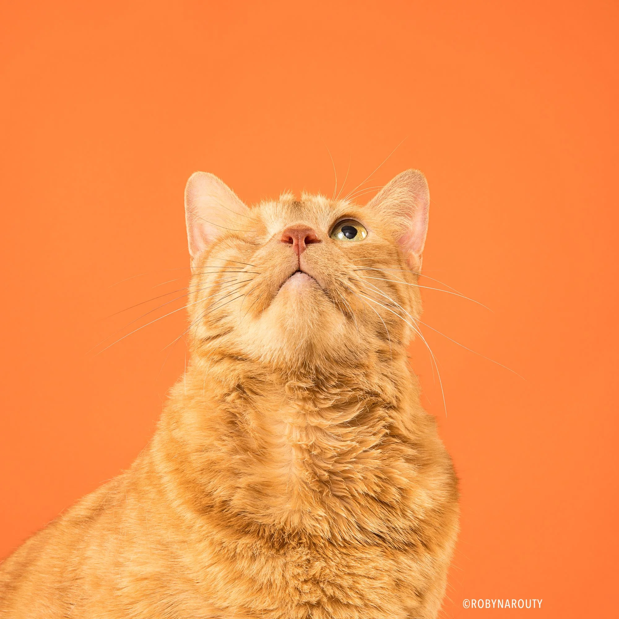 Robyn Arouty — Dog Photographer Houston - Pet Photographer Houston