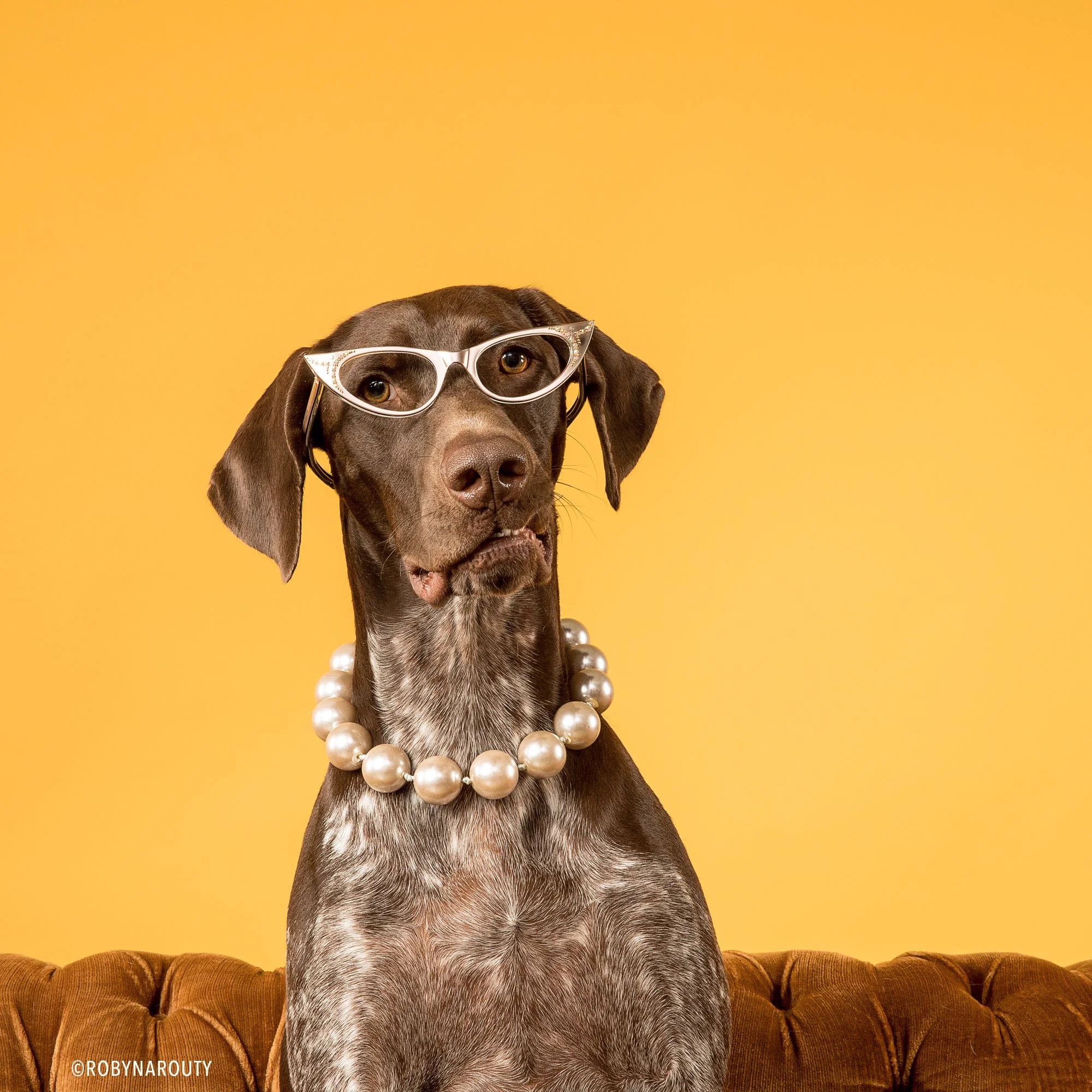 Robyn Arouty — Dog Photographer Houston - Pet Photographer Houston
