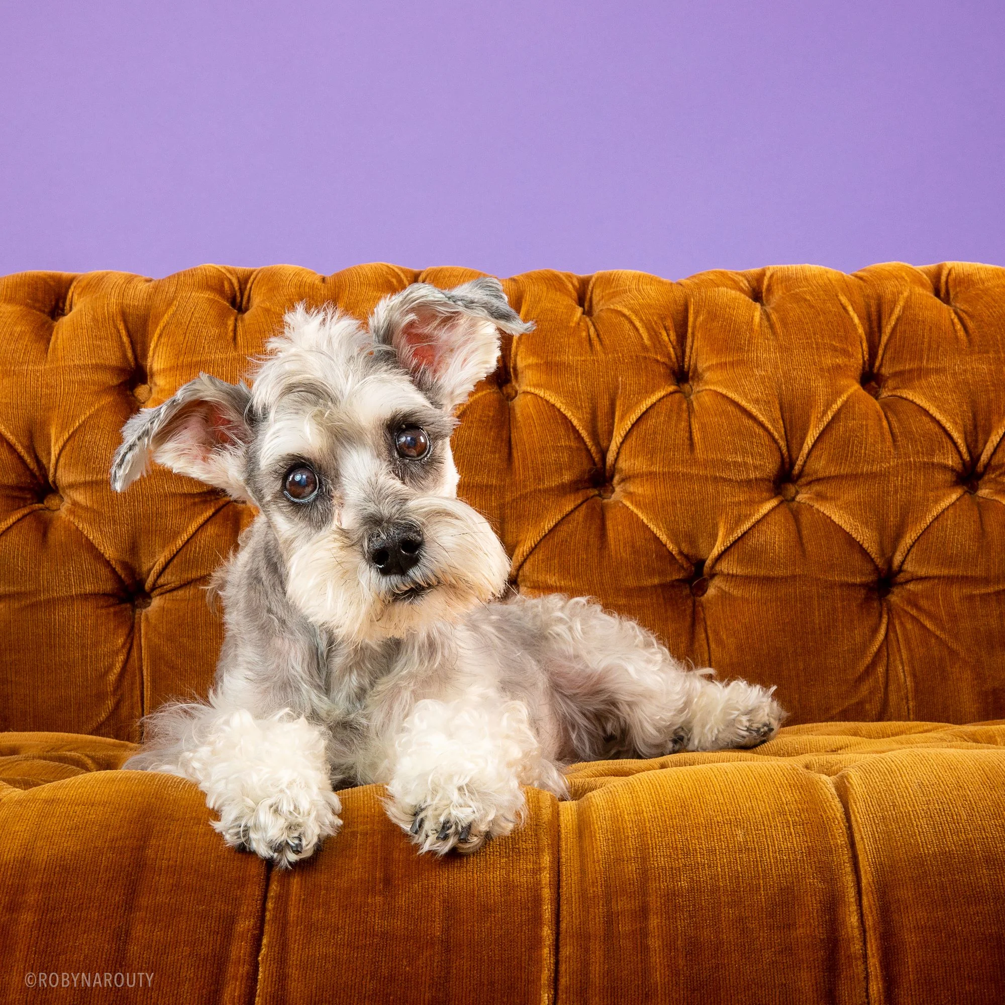 Robyn Arouty — Dog Photographer Houston - Pet Photographer Houston