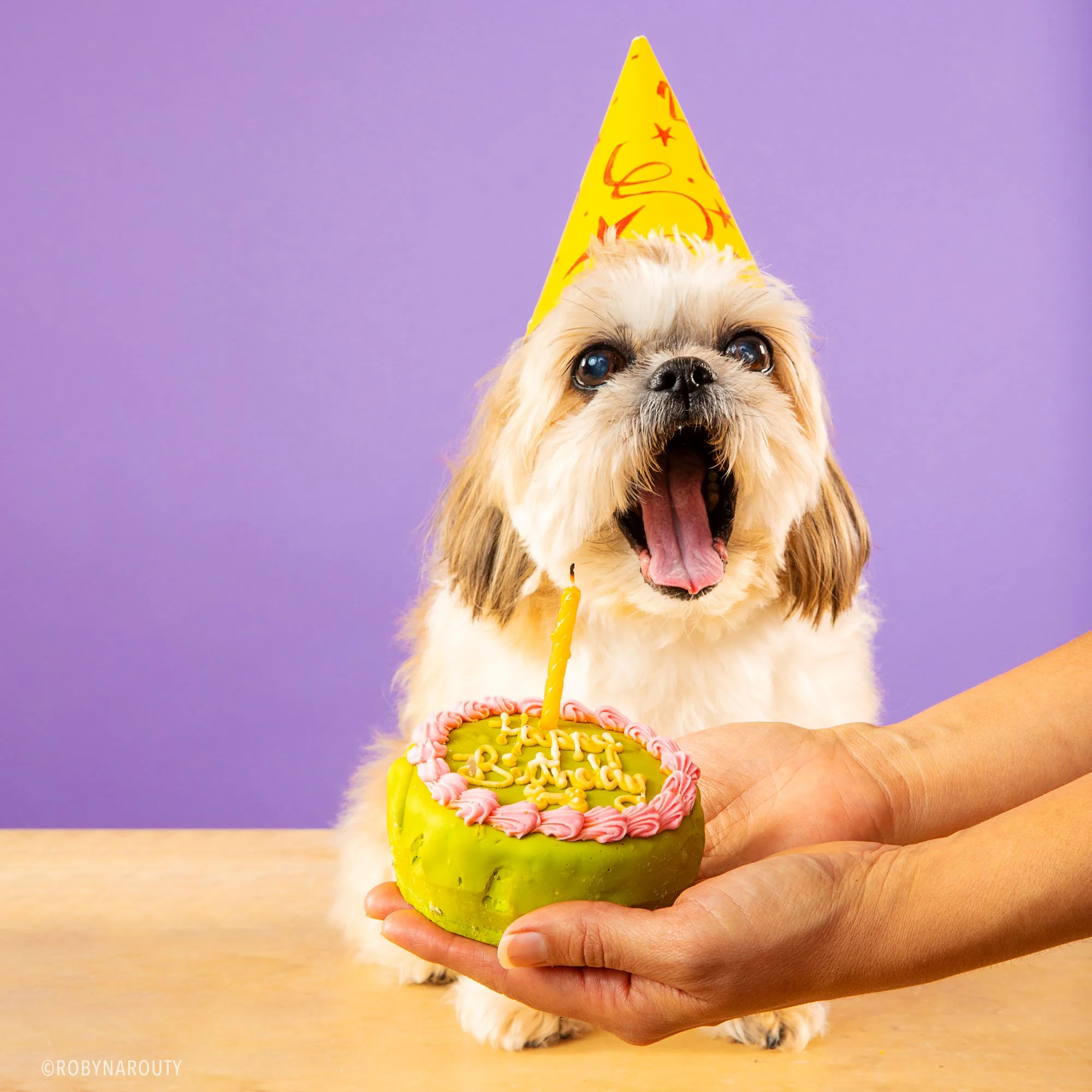 Robyn Arouty — Dog Photographer Houston - Pet Photographer Houston