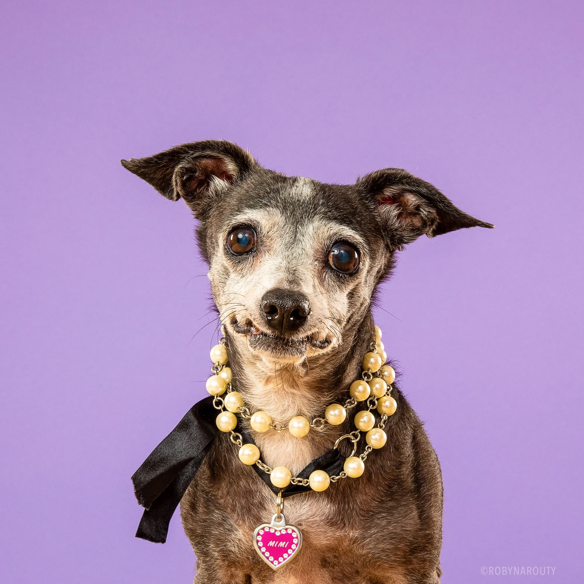 Robyn Arouty — Dog Photographer Houston - Pet Photographer Houston