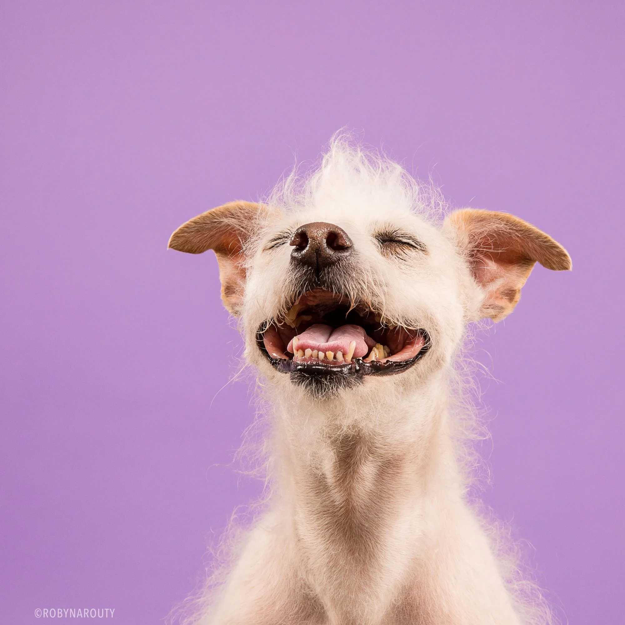 Robyn Arouty — Dog Photographer Houston - Pet Photographer Houston