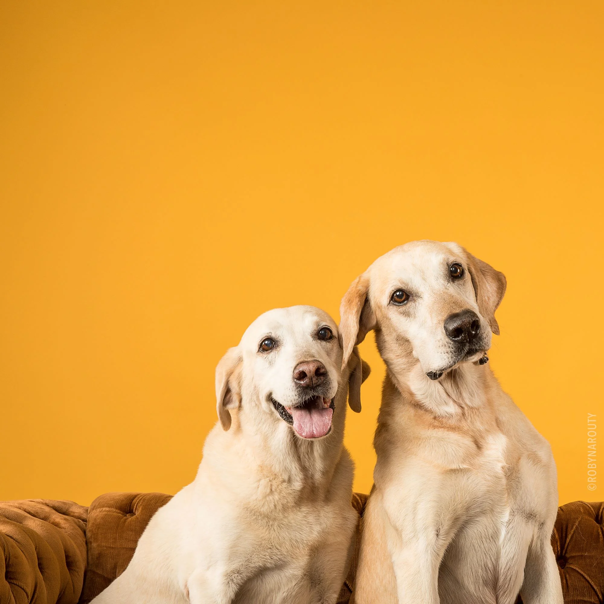 Robyn Arouty — Dog Photographer Houston - Pet Photographer Houston