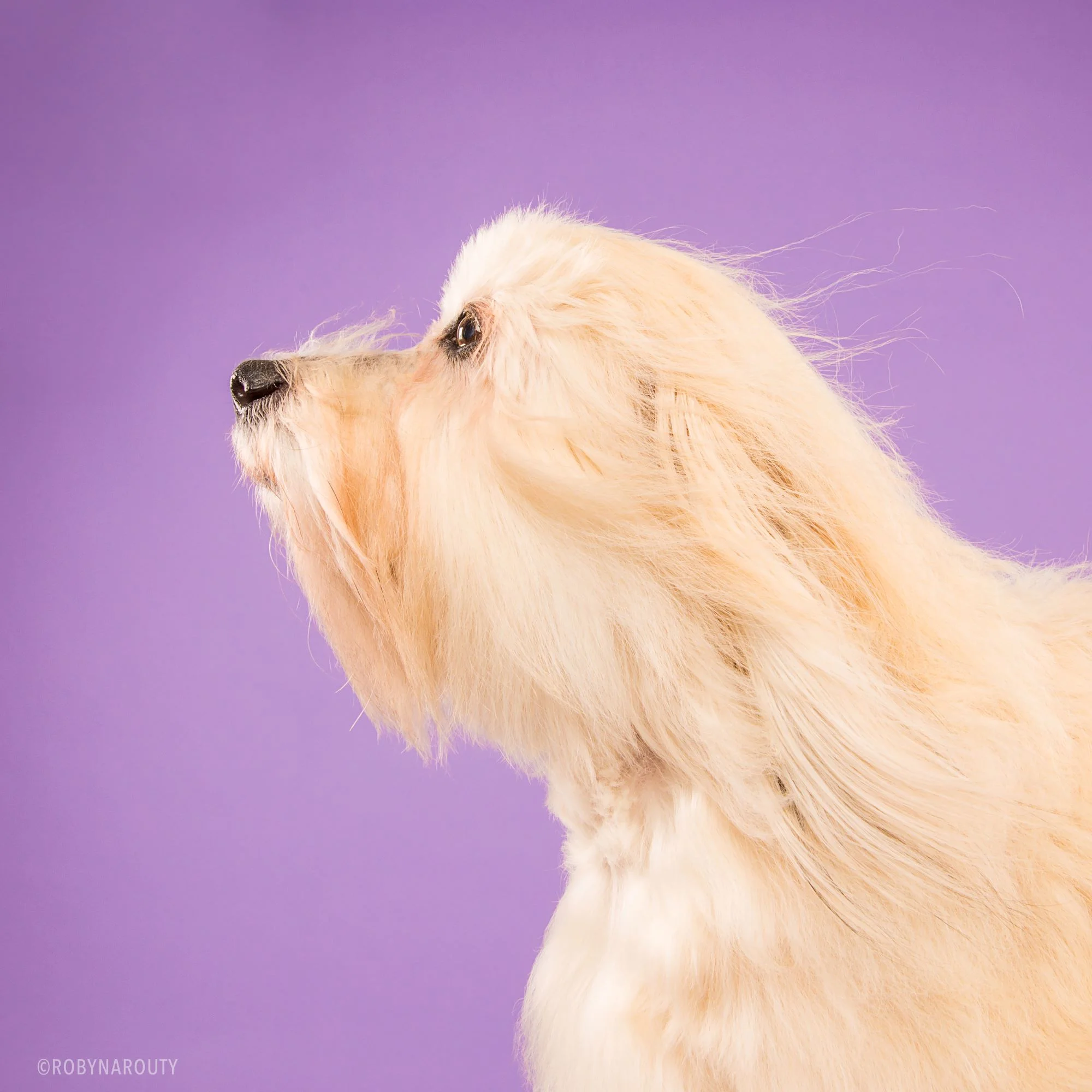 Robyn Arouty — Dog Photographer Houston - Pet Photographer Houston