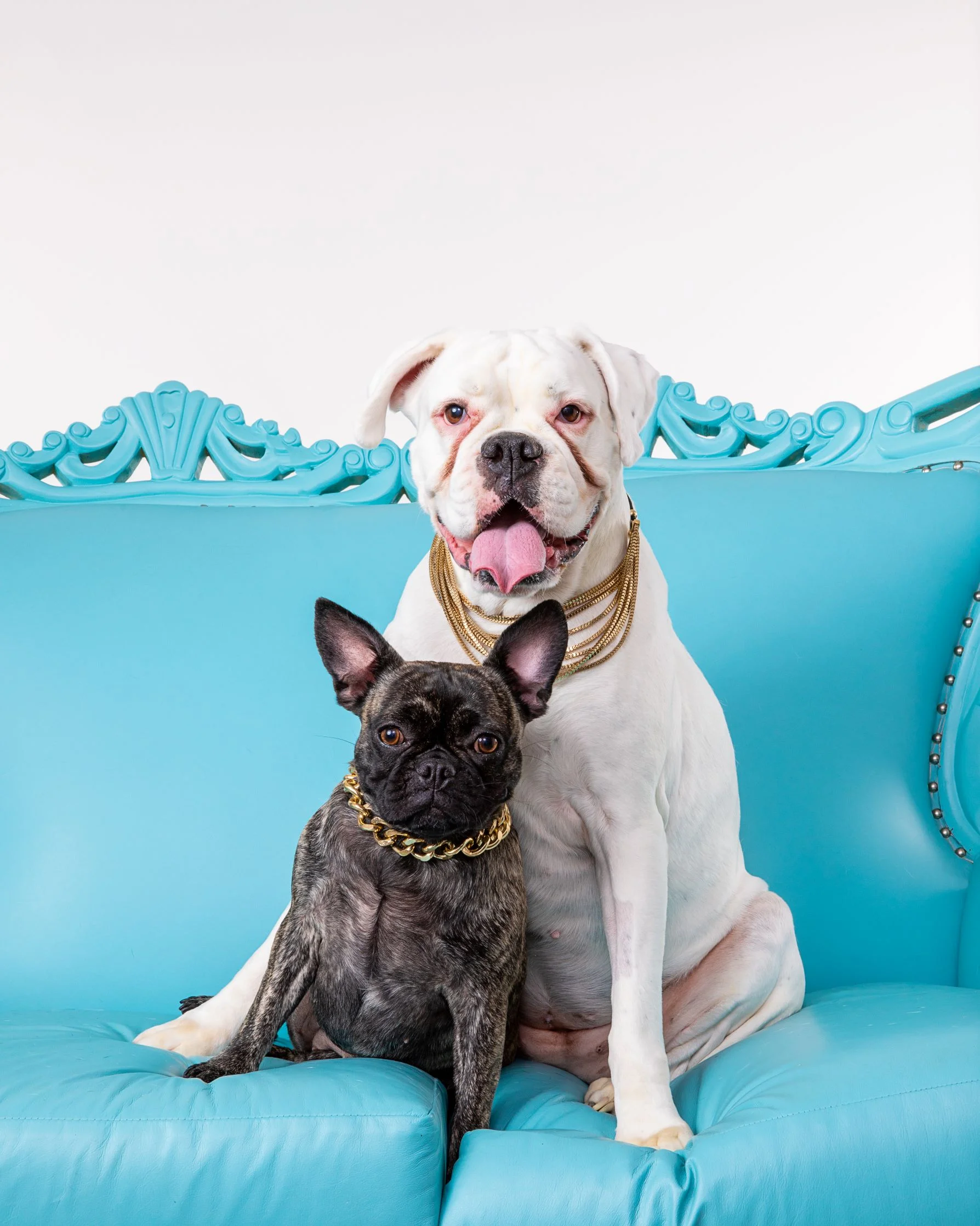 Robyn Arouty — Dog Photographer Houston - Pet Photographer Houston