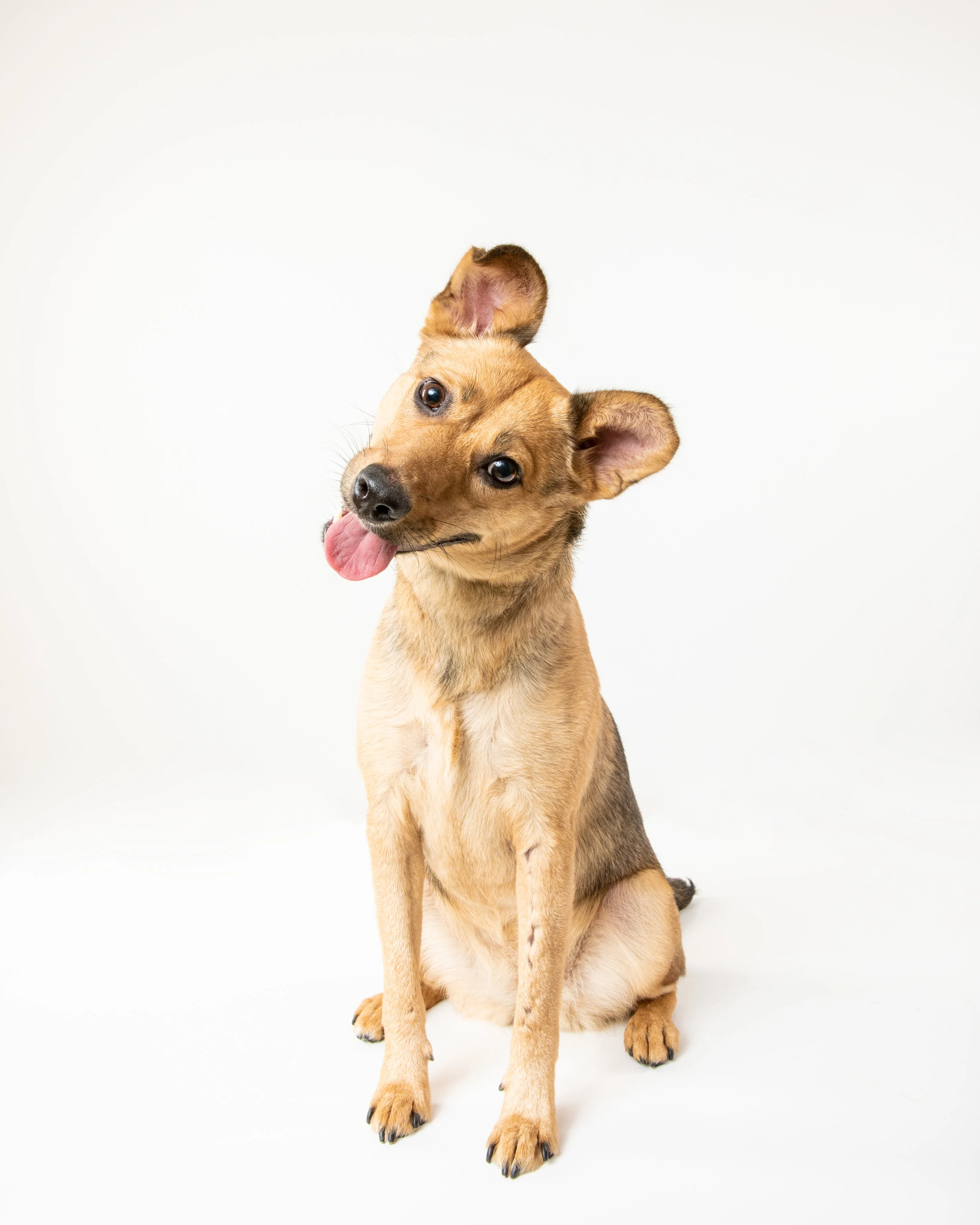 Robyn Arouty — Dog Photographer Houston - Pet Photographer Houston