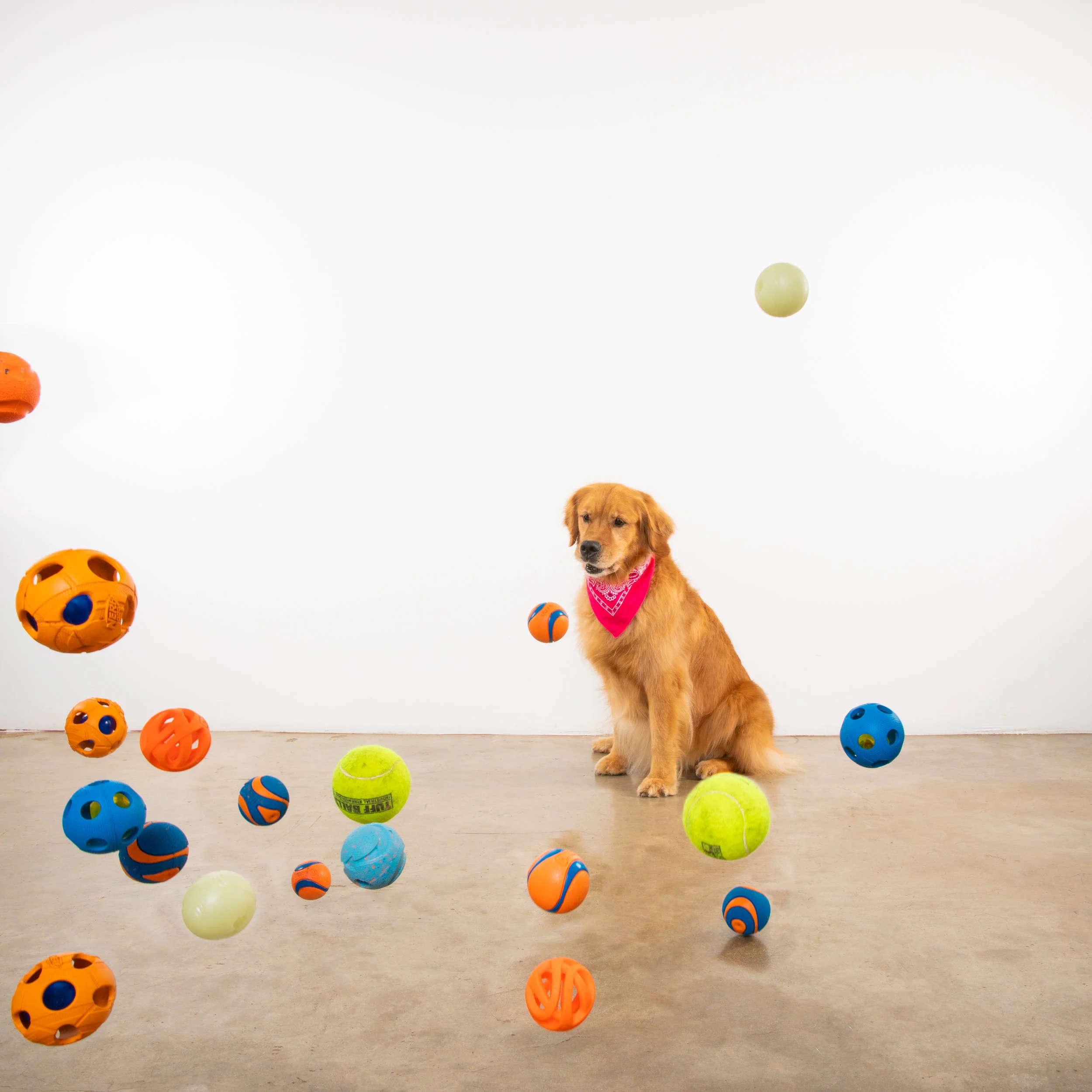 Robyn Arouty — Dog Photographer Houston - Pet Photographer Houston