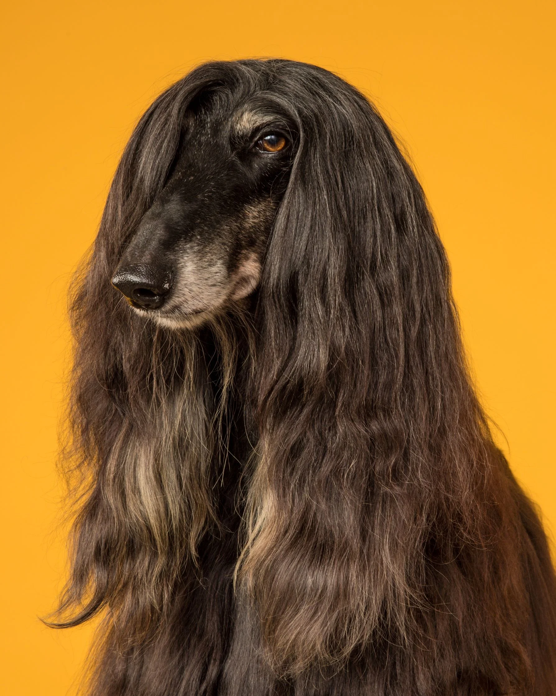 Robyn Arouty — Dog Photographer Houston - Pet Photographer Houston