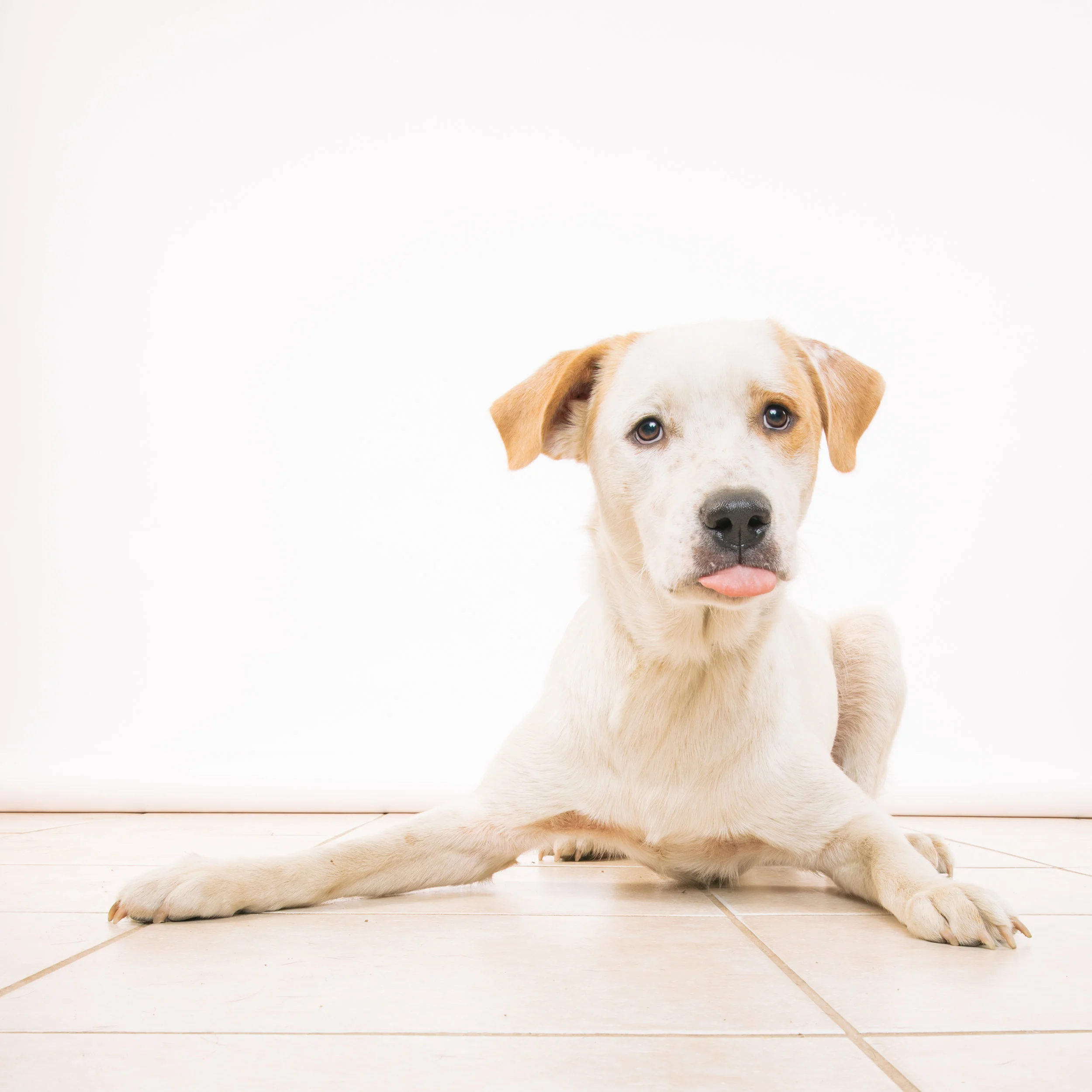FRECKLE FREDDY “About 9 months old. A sweetheart. His family kicked him out but he wouldn’t leave. People would throw food at him to feed him. Someone finally took him to the vet. He stayed there 13 days. He had Parvo. They called me Xmas Day to get him. He’s so sweet and ready for adoption.”