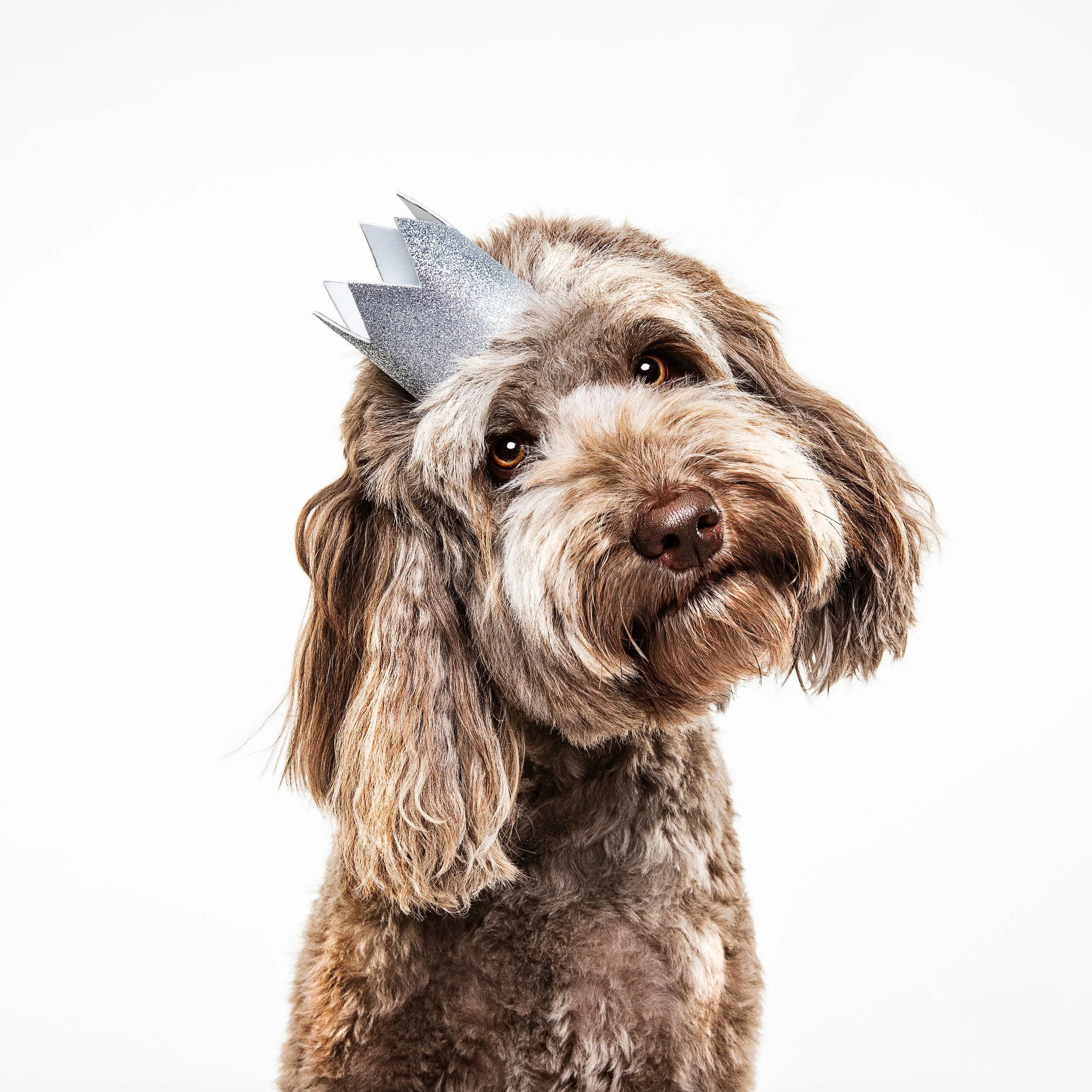 C48A2905-Doodle in Crown2.jpg