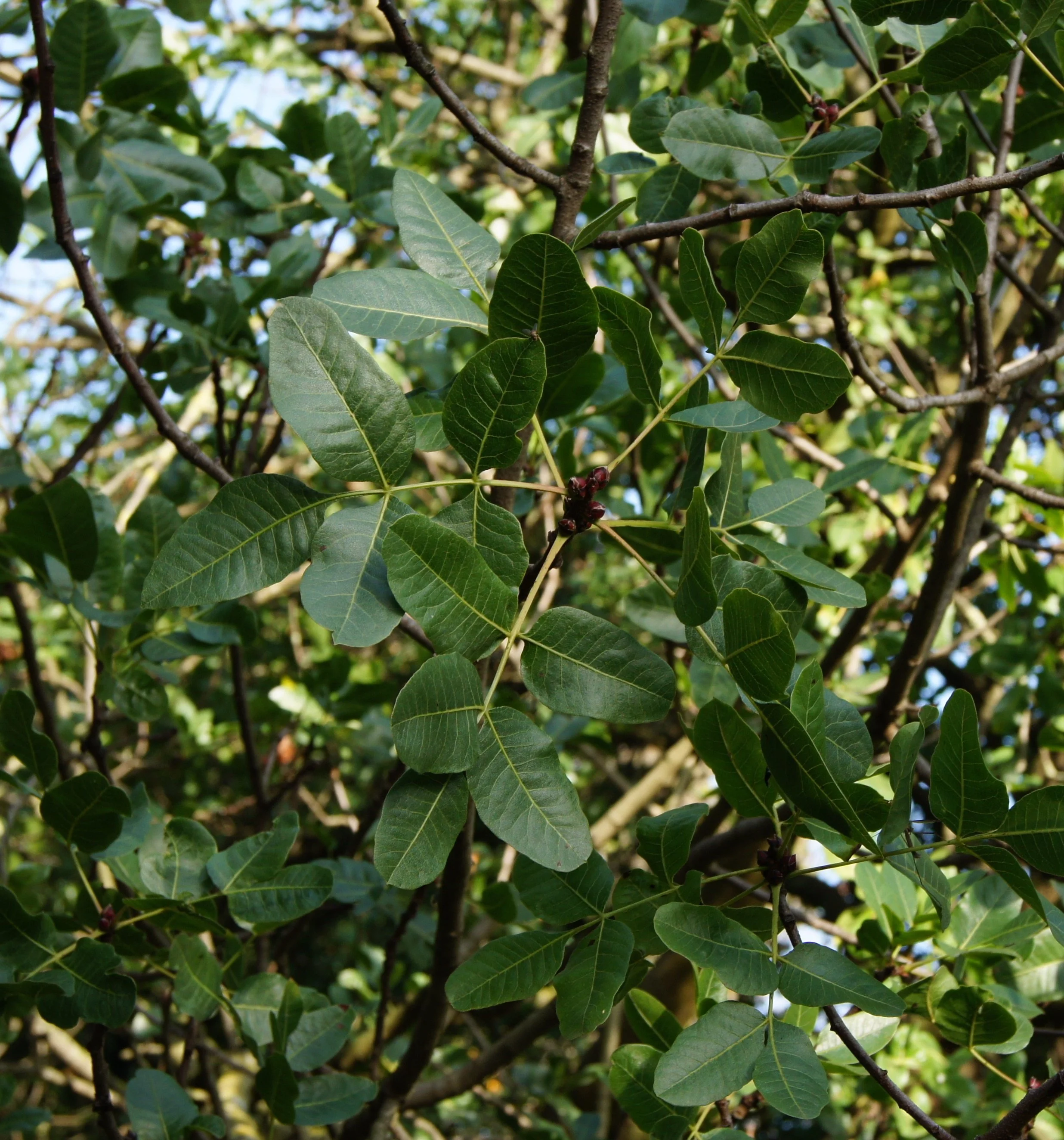 Pistacia_vera_L.1702.jpeg