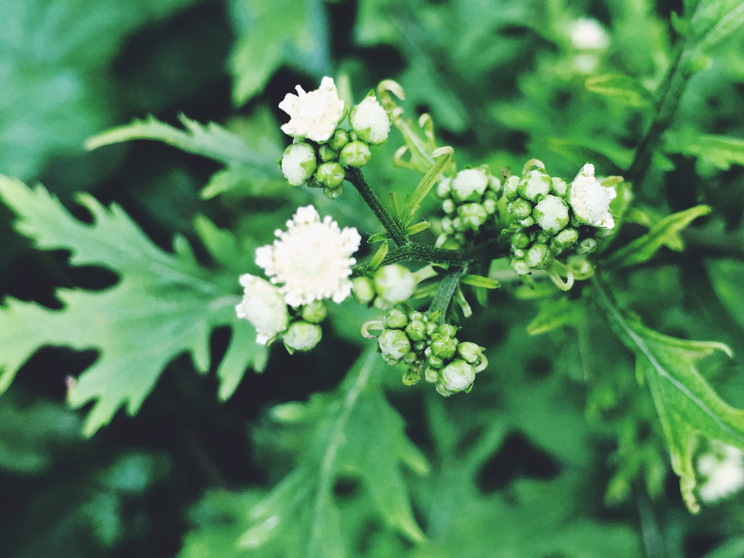 Artemisa Vulgarius (Mugwort, Burot), found on the banks of the Bagmati River, Nepal