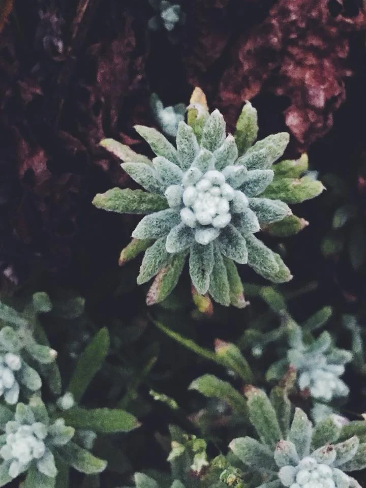 Rewilding on the Himalayan Trails - Sagarmatha Immersion 