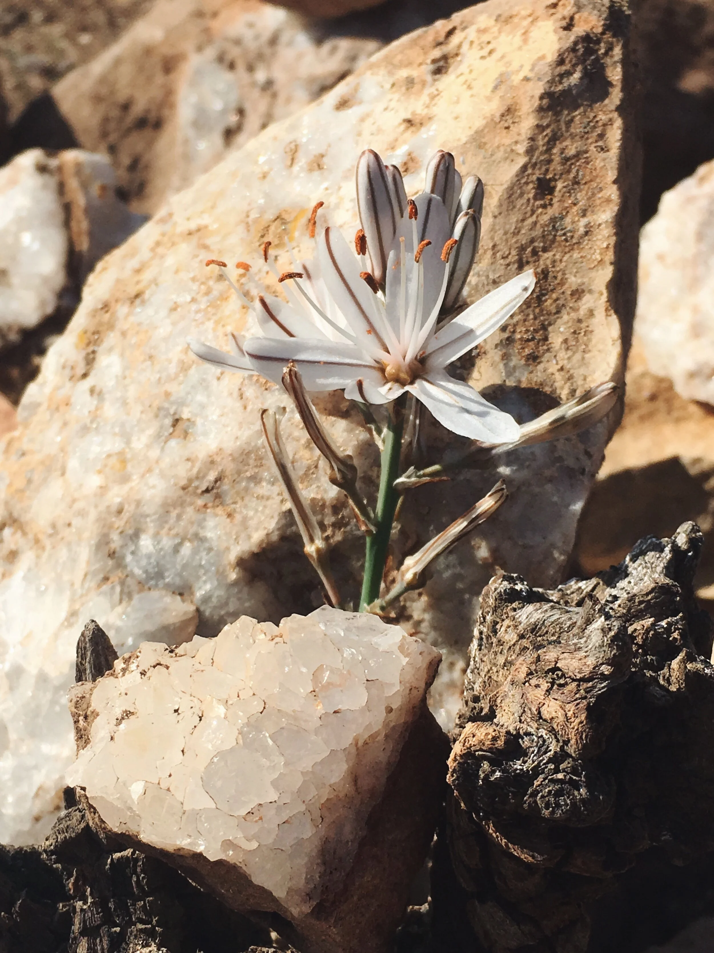 Desert Therapy Walk 〜 Atlantis, Souss-Massaa, Morocco 