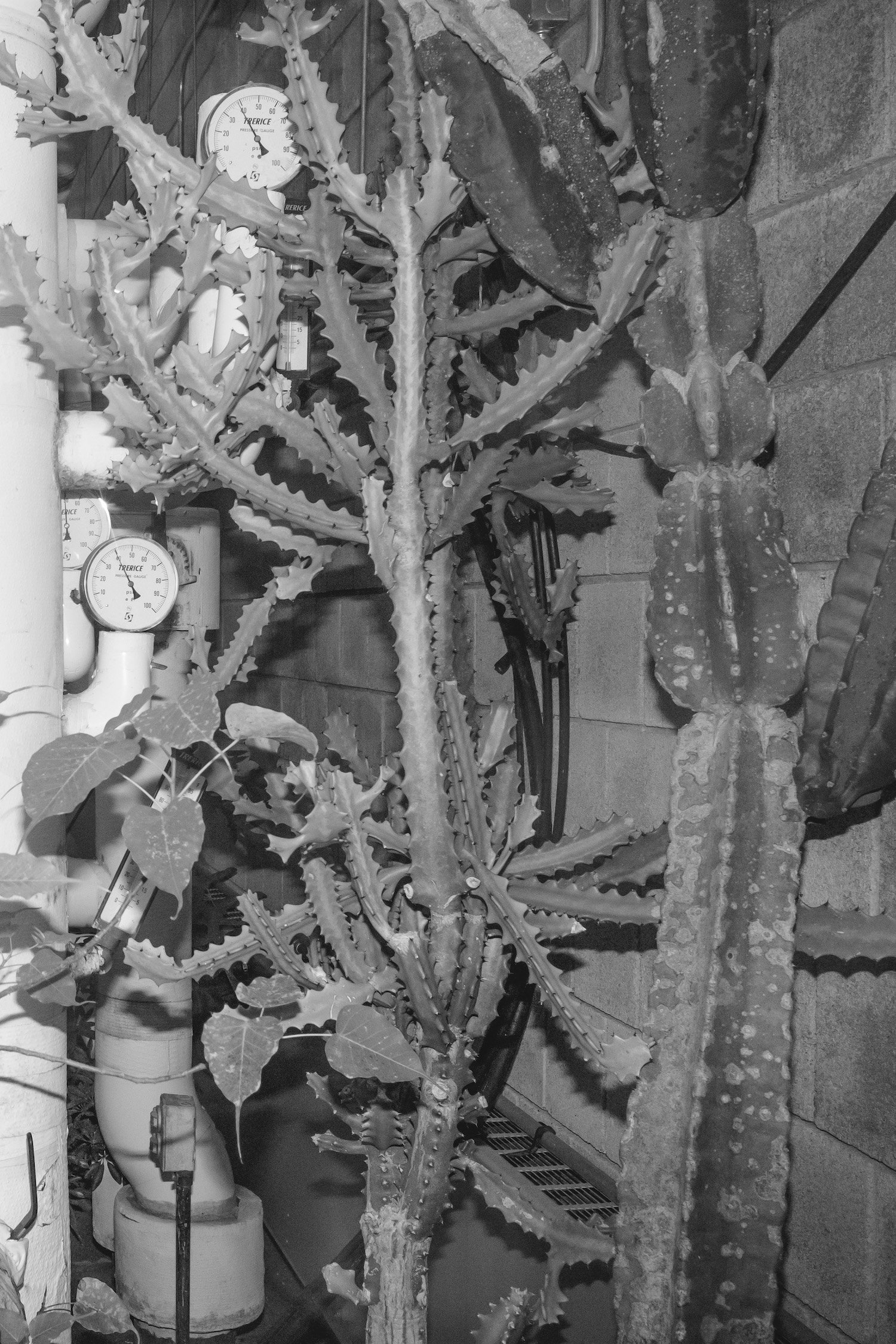 Cactus and Pipes Vassar.jpg