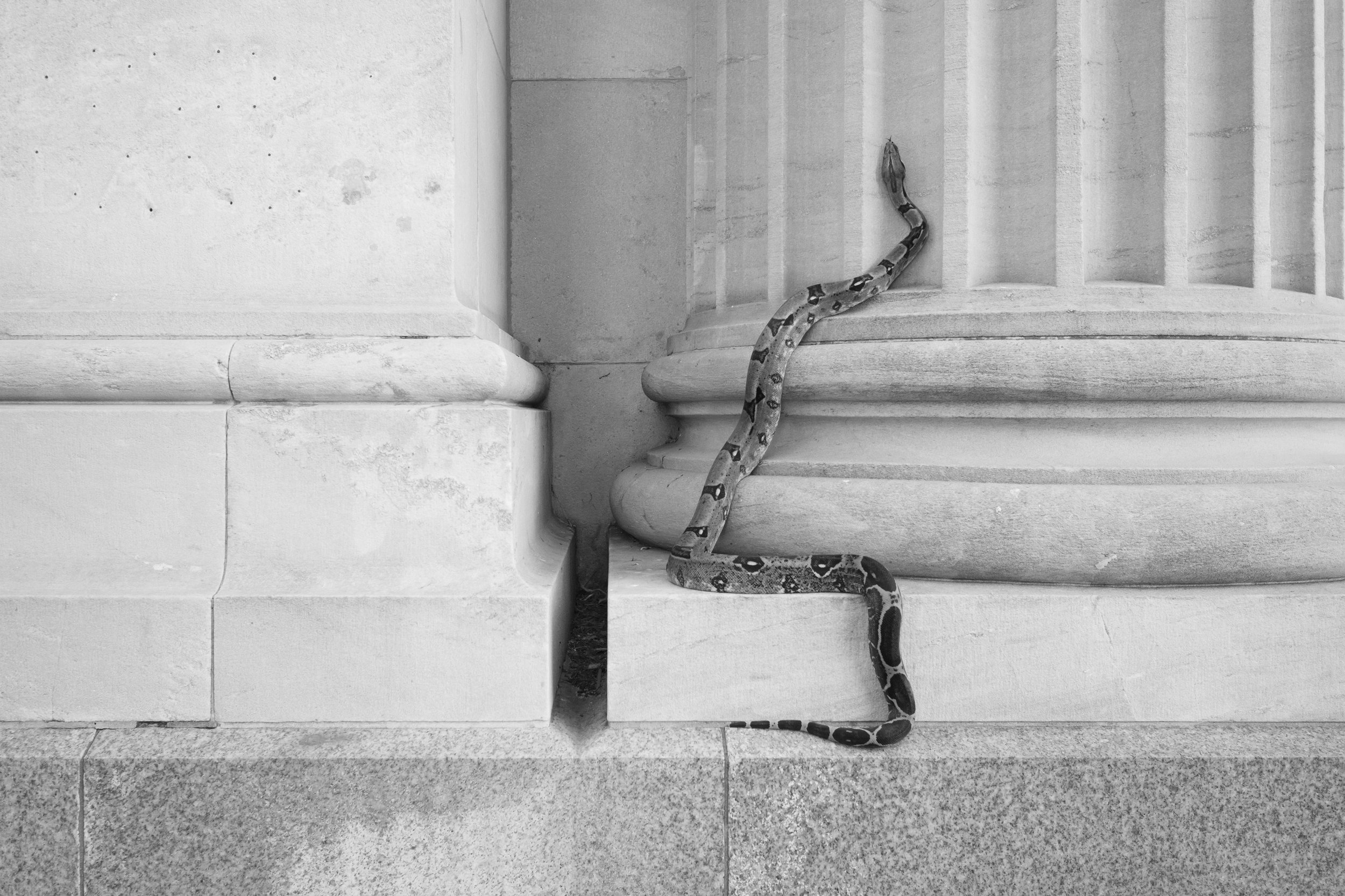 Snake and Column.jpg