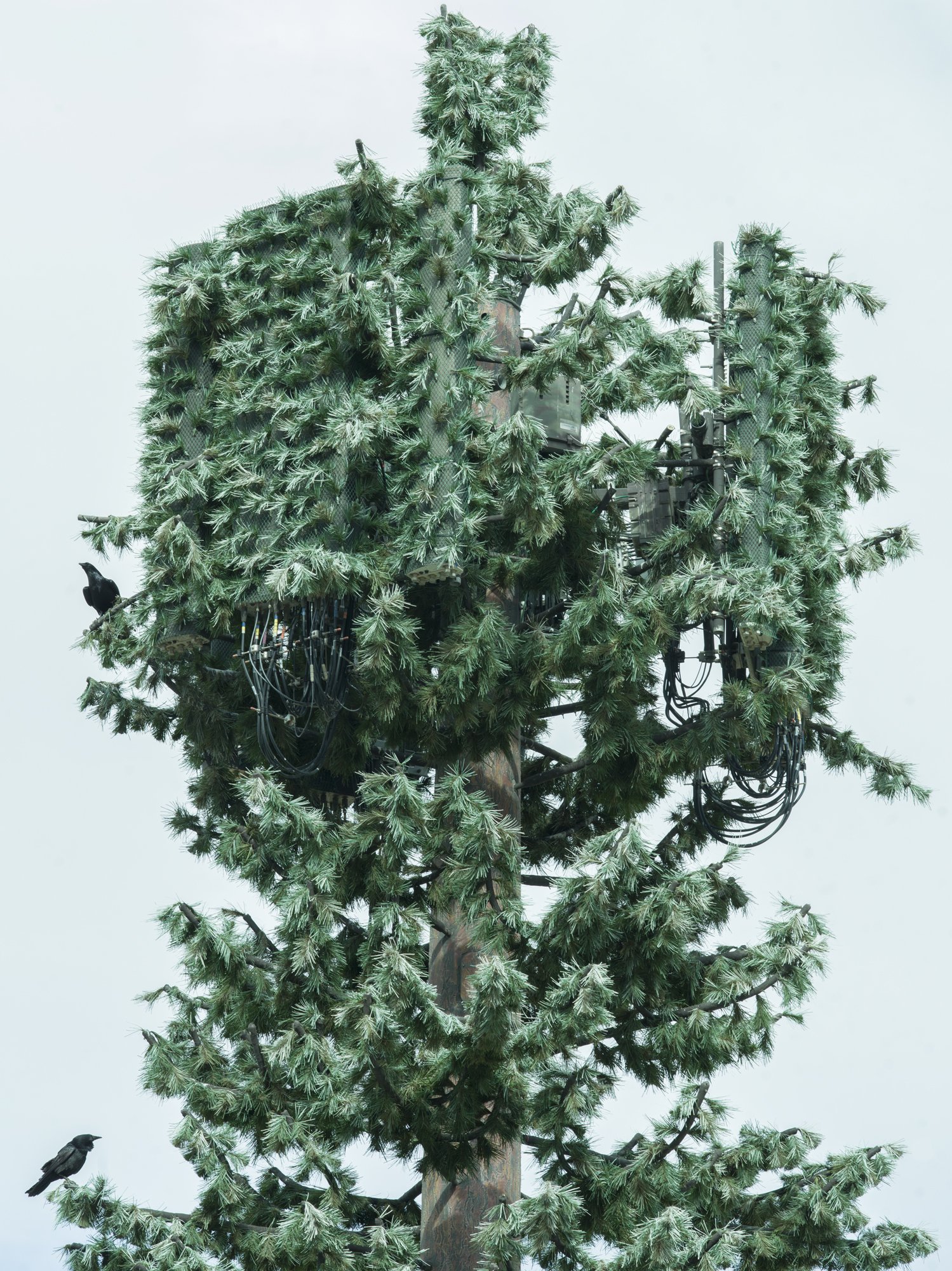 Fake Tree & Bird RETONED-1.jpg