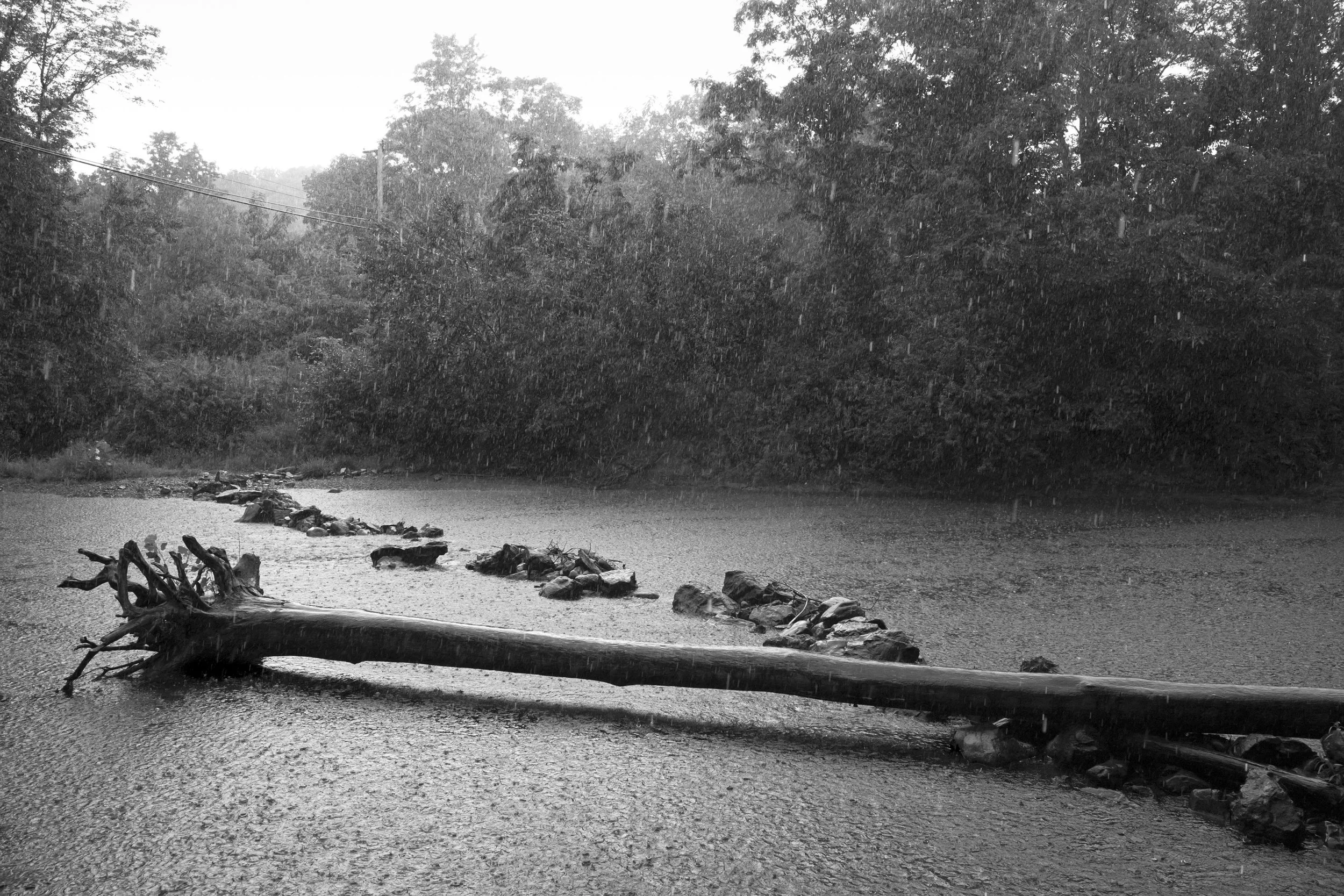 CS_Log_in_Rain_at_Watering_Hole_V2.jpg