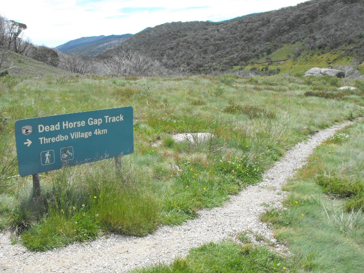 thredbo start dead horse gap walk.jpg