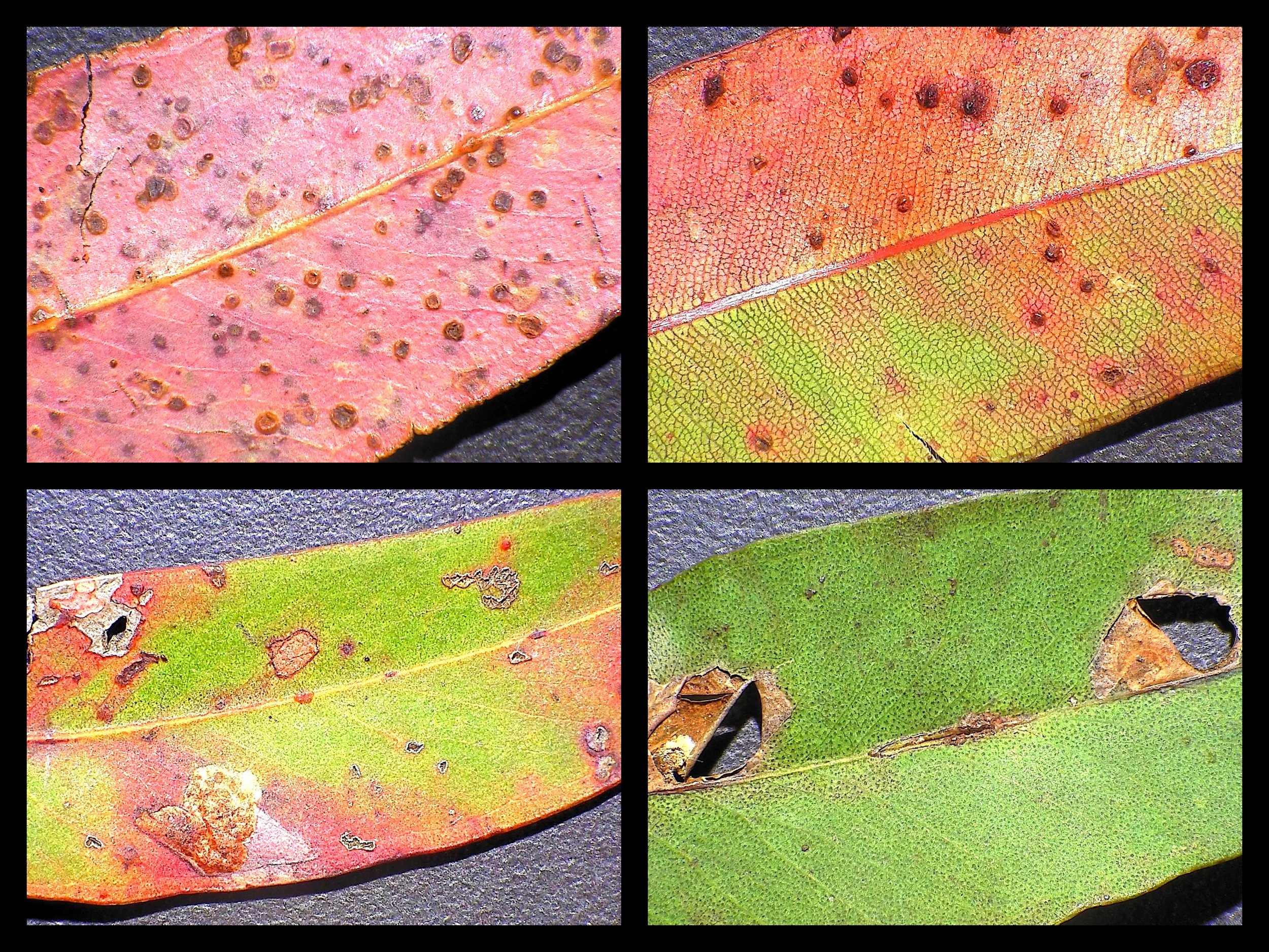 2019-08 Callicoma.jpg