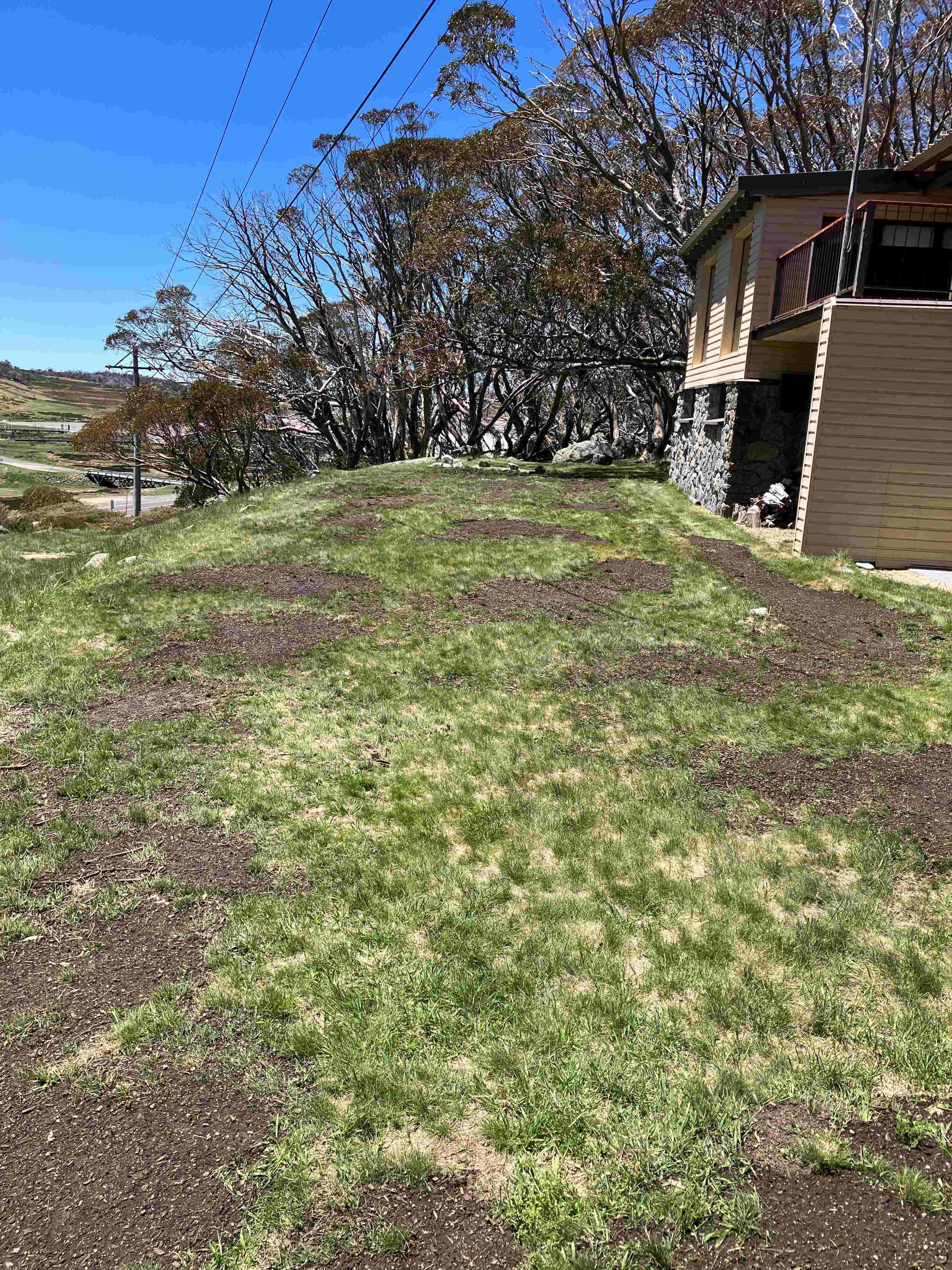  Lower lawn area after seed spreading 