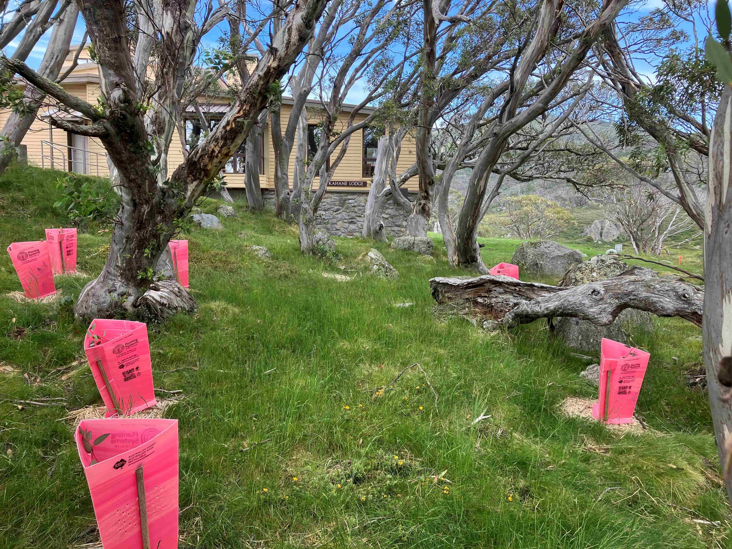  Snow gums planted March 2023 