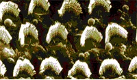 cellules ciliées normales