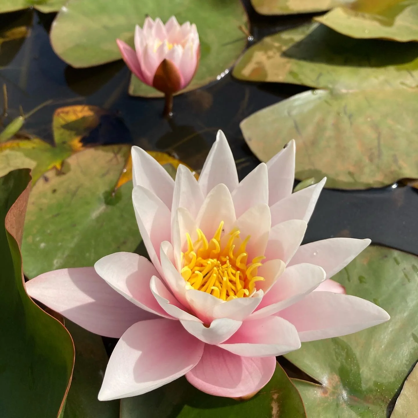 Thinking of joining us for the Finding Centre Women’s retreat at #trematoncastle? I have two free half hour call spaces next week, message me to book yours and find out if this would be a good fit to meet your needs. Really looking forward to leading