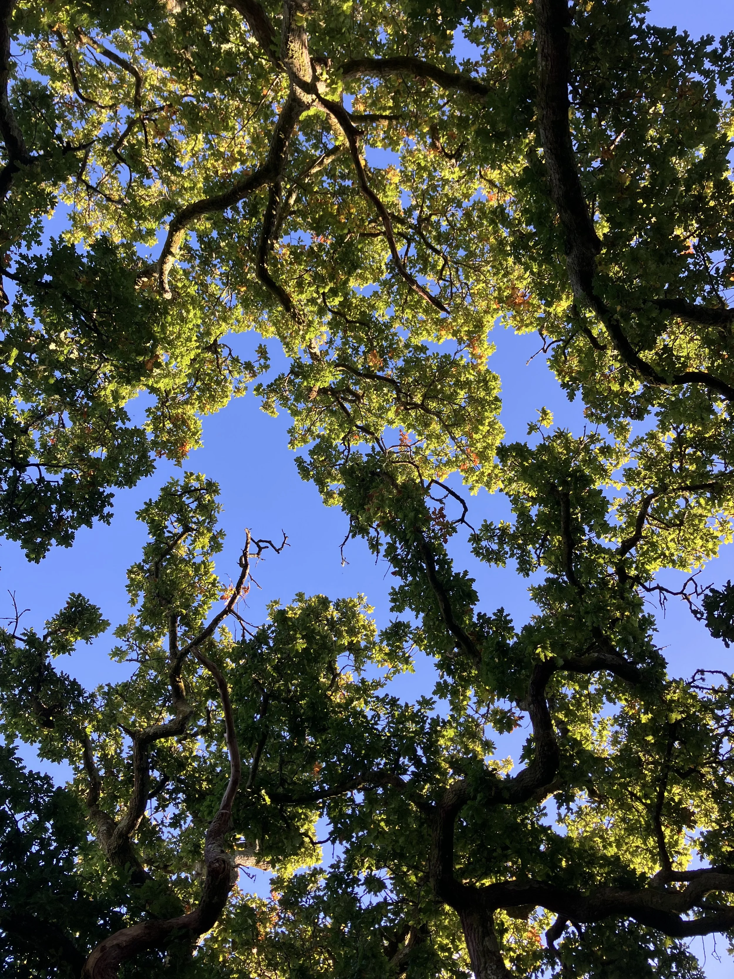 IMG_3945.jpeg