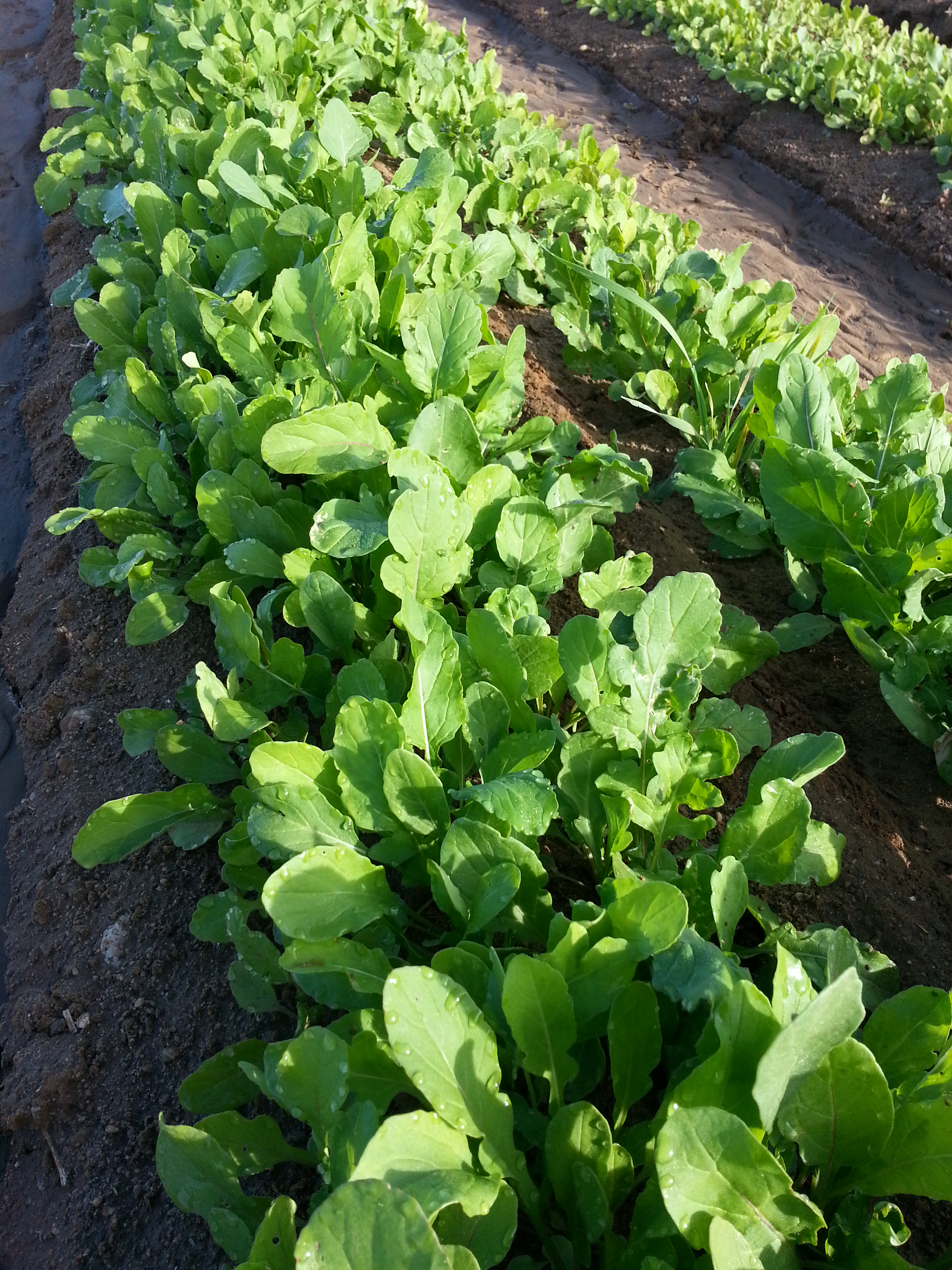 Arugula