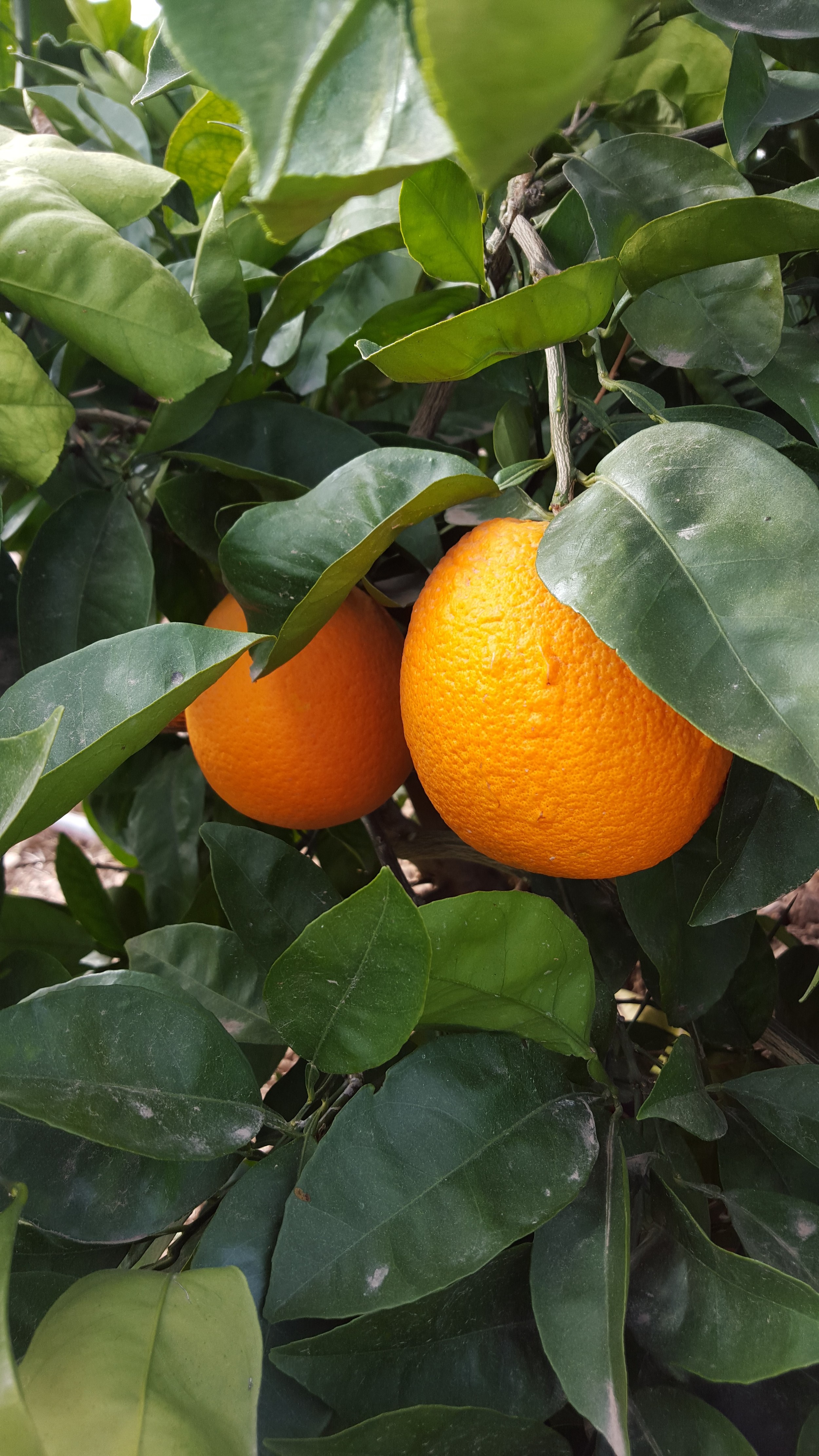 Cara Cara oranges 12.29.15.jpg