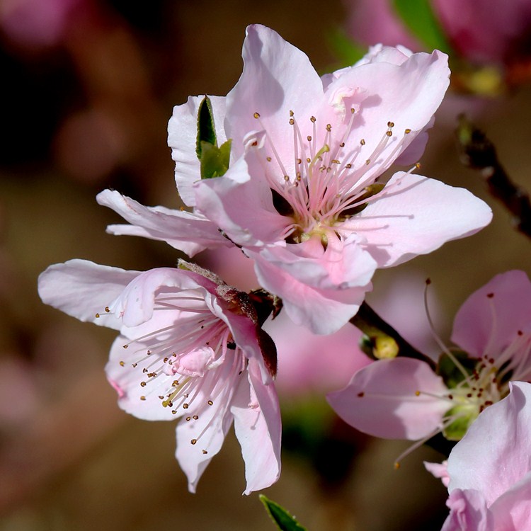 Spring Peach Blooms