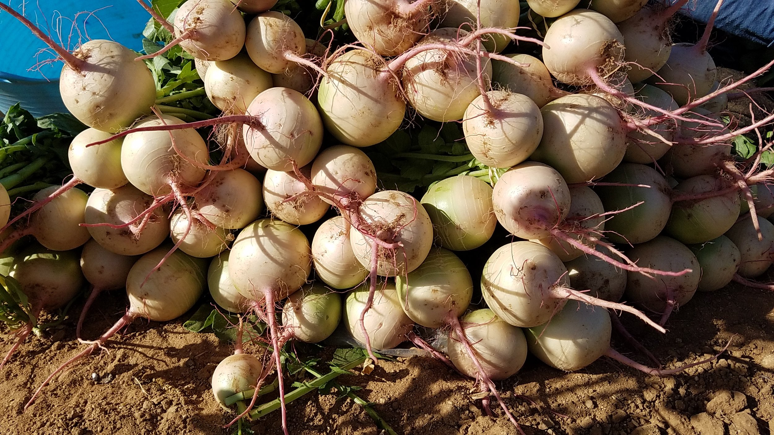 Watermelon Radishes-Pink centers with a green "rind" inside. Great colors for your salad